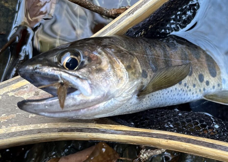  【釣果7匹山女魚7岩魚0】シャロムの森2026.4.8