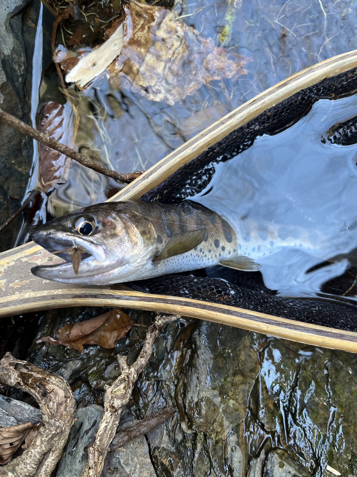 山女魚
2026.4.8
13:56
シャロムの森