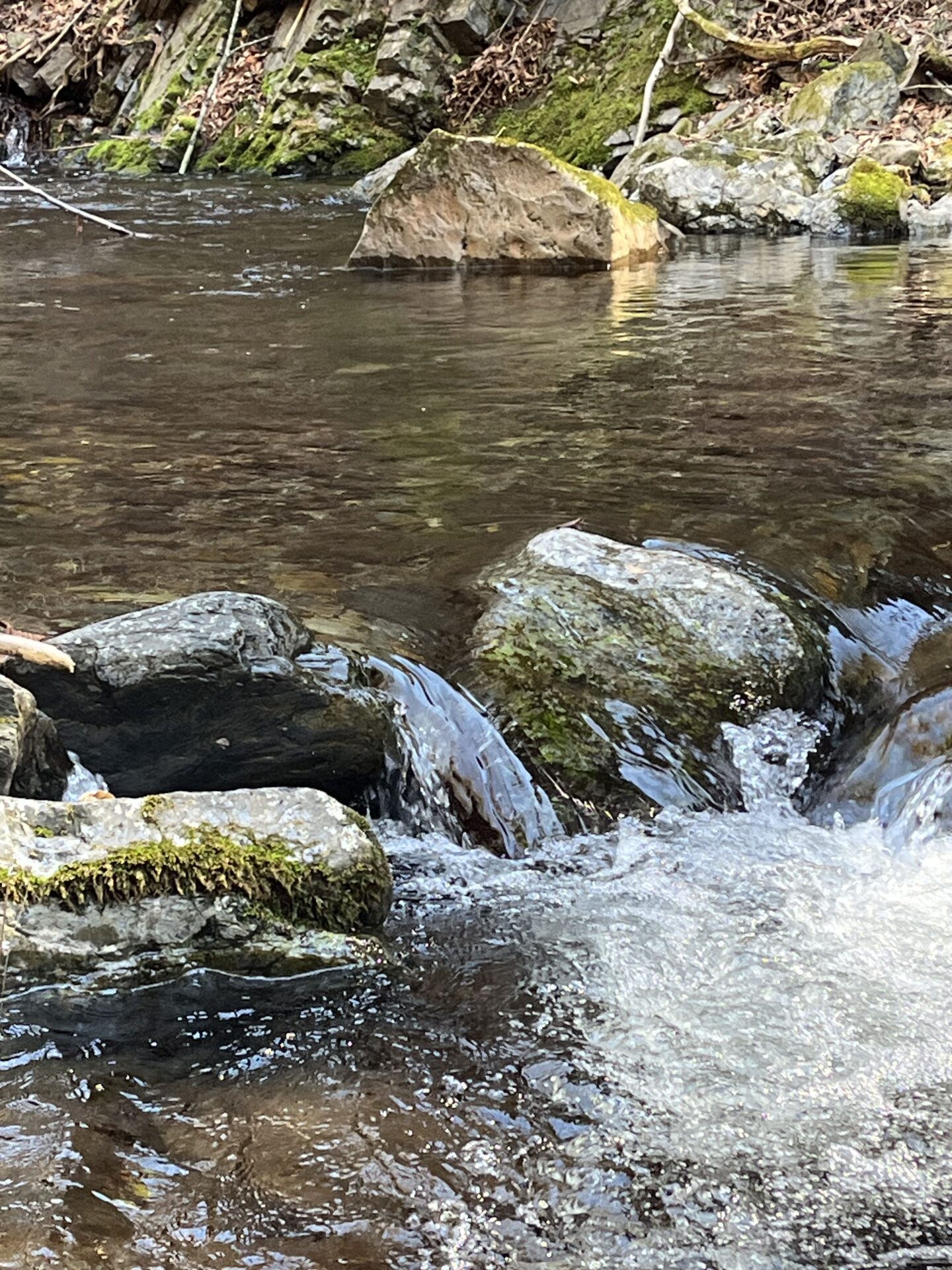 ポイント
山女魚
2026.4.8
13:56
シャロムの森