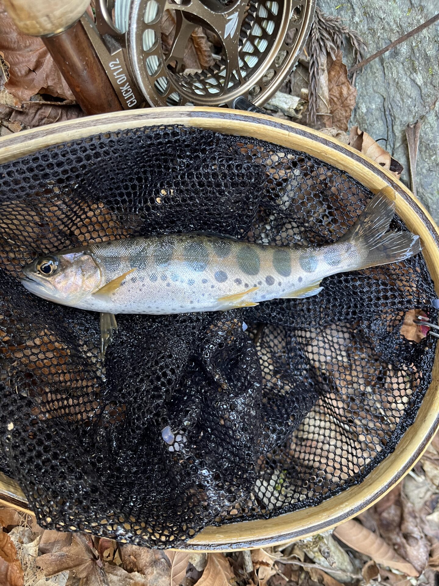 山女魚
2026.4.8
14:11
シャロムの森