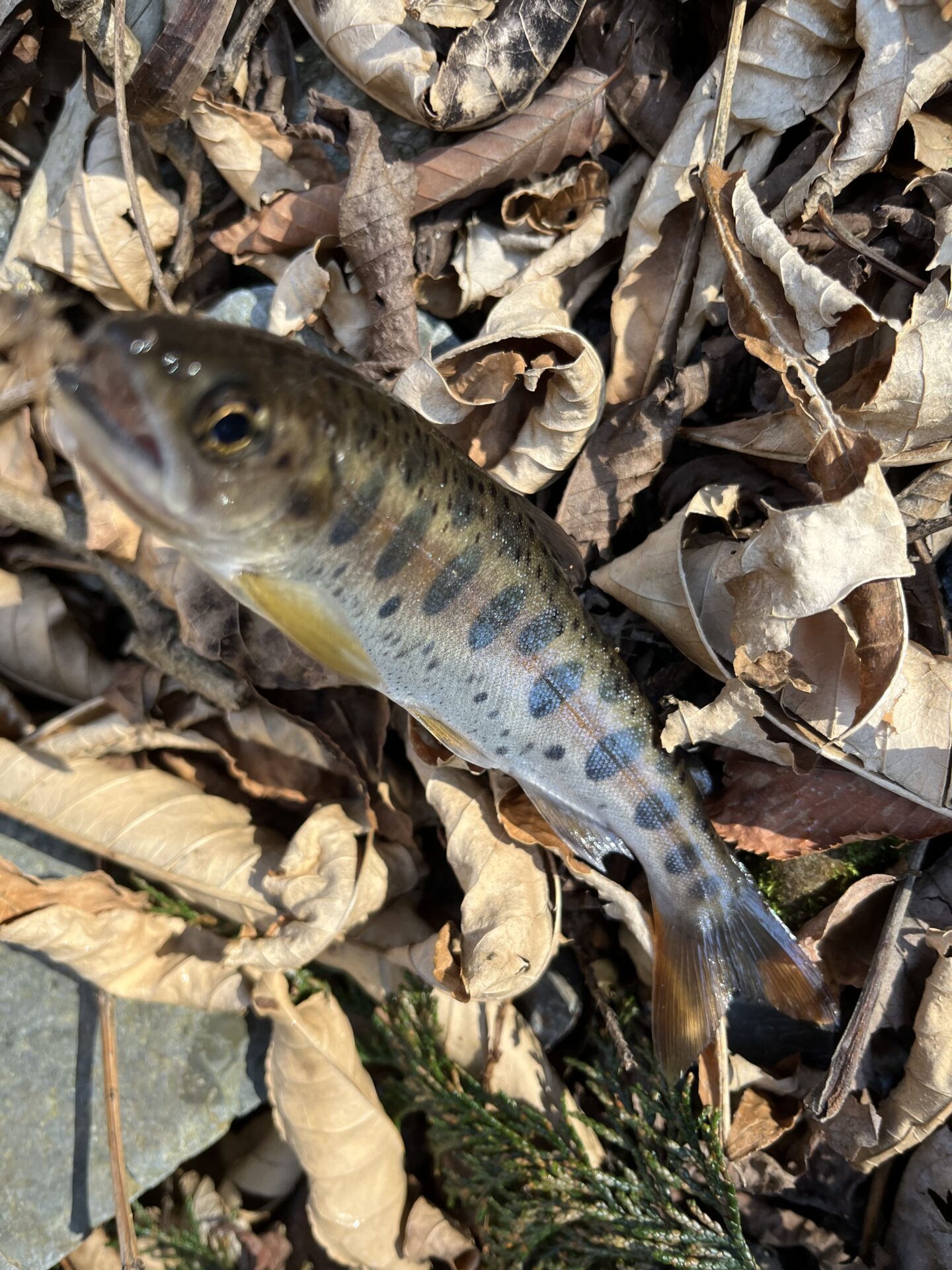 山女魚
2026.4.8
14:49
シャロムの森