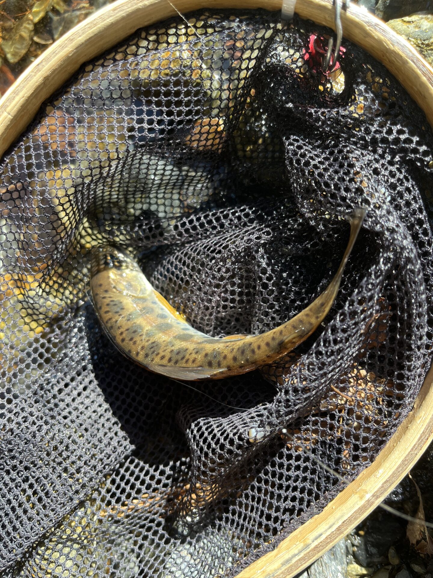 山女魚
2026.4.8
15:20
シャロムの森