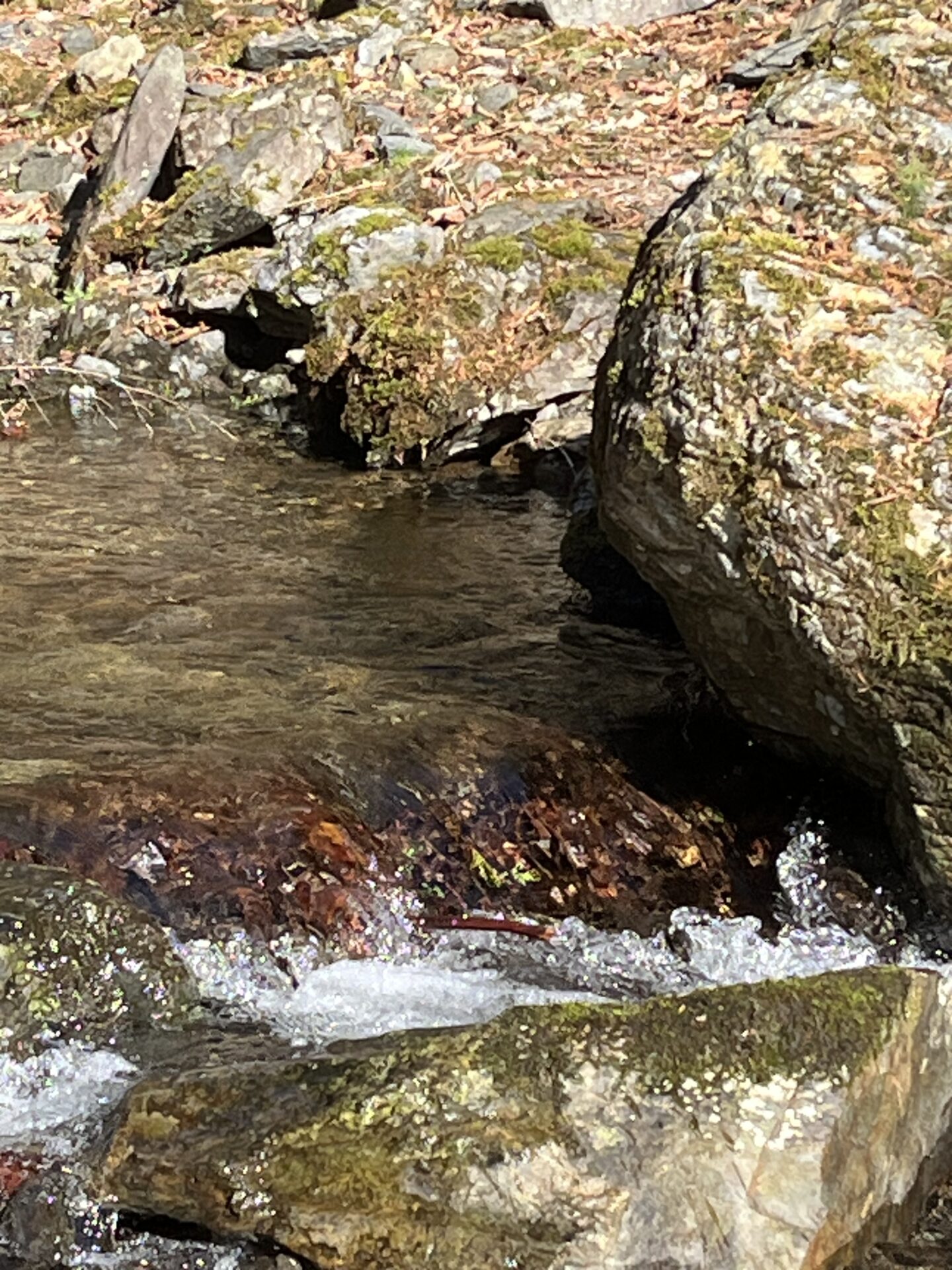 ポイント
山女魚
2026.4.8
15:20
シャロムの森