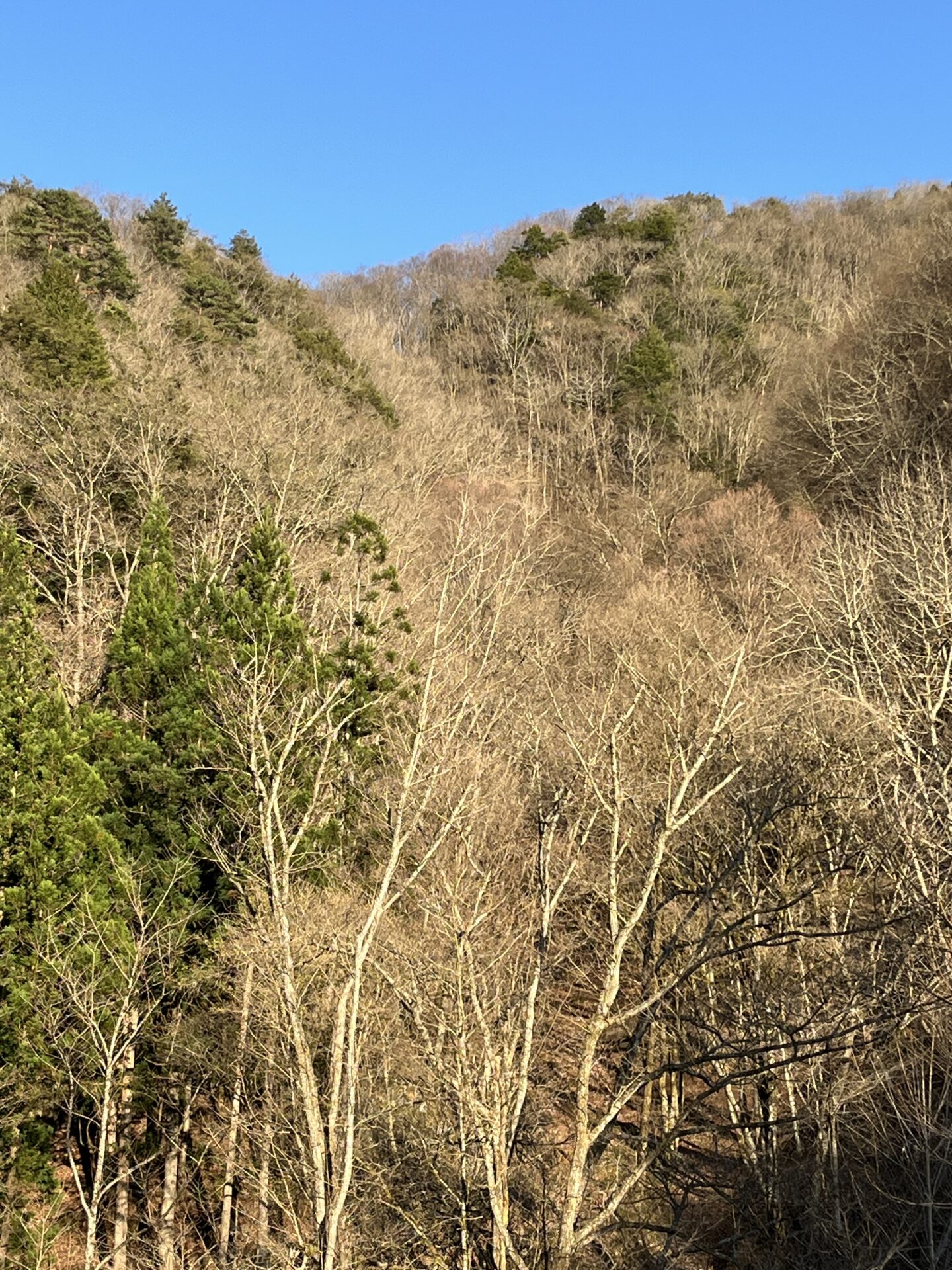 季節
2026.4.8
シャロムの森
