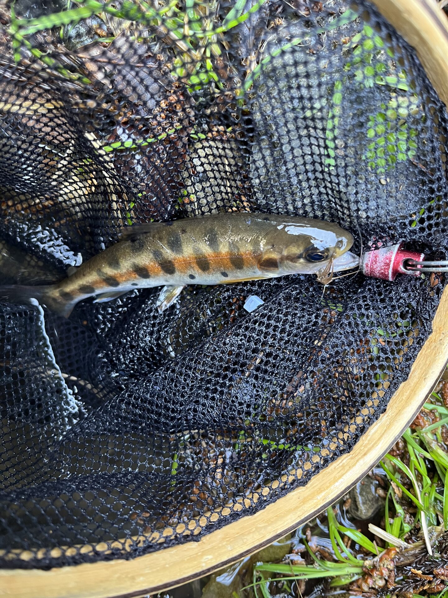 山女魚
養沢毛鉤専用釣場
2026.4.9
9:17