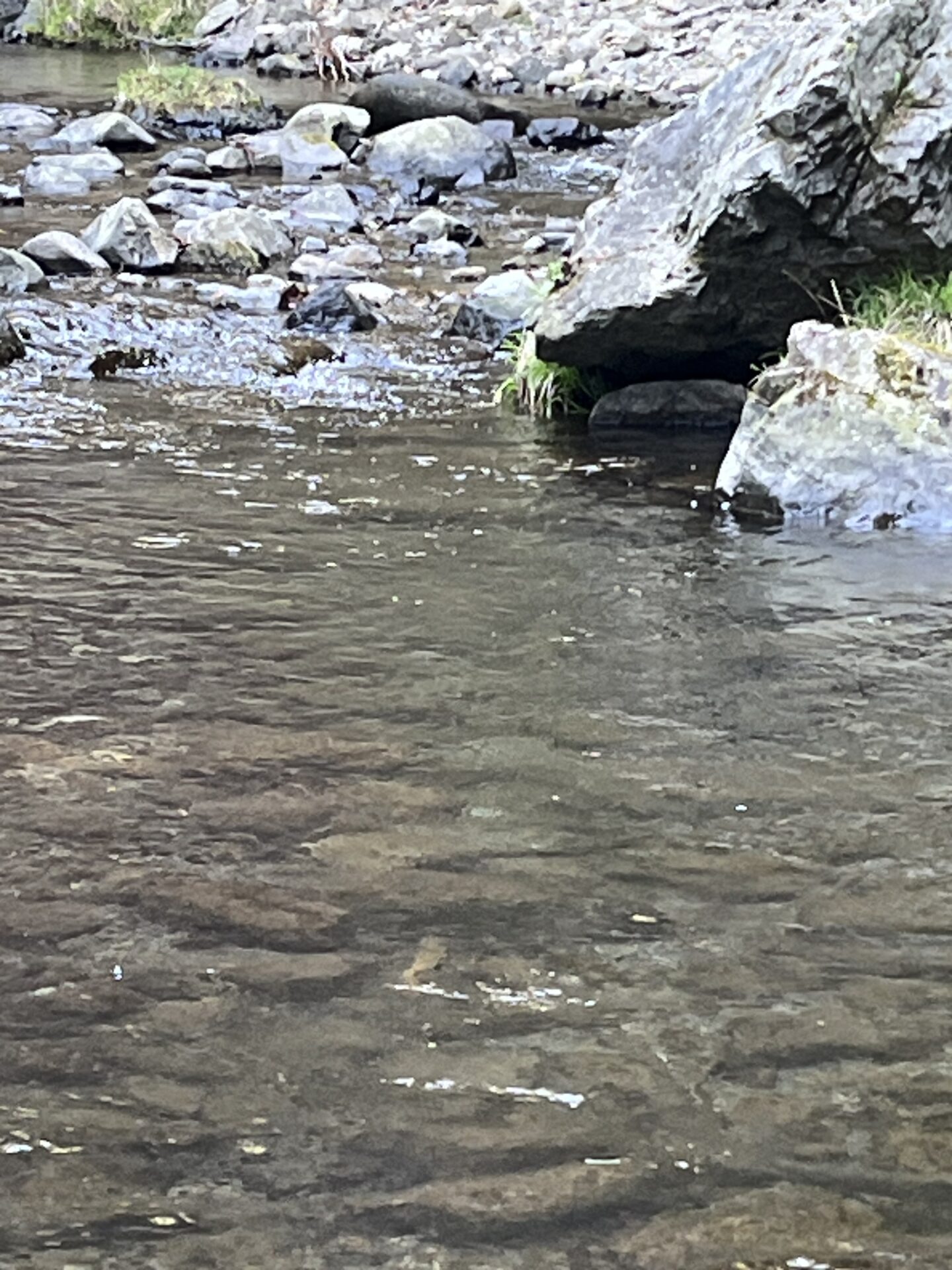 ポイント
山女魚
養沢毛鉤専用釣場
2026.4.9
9:17