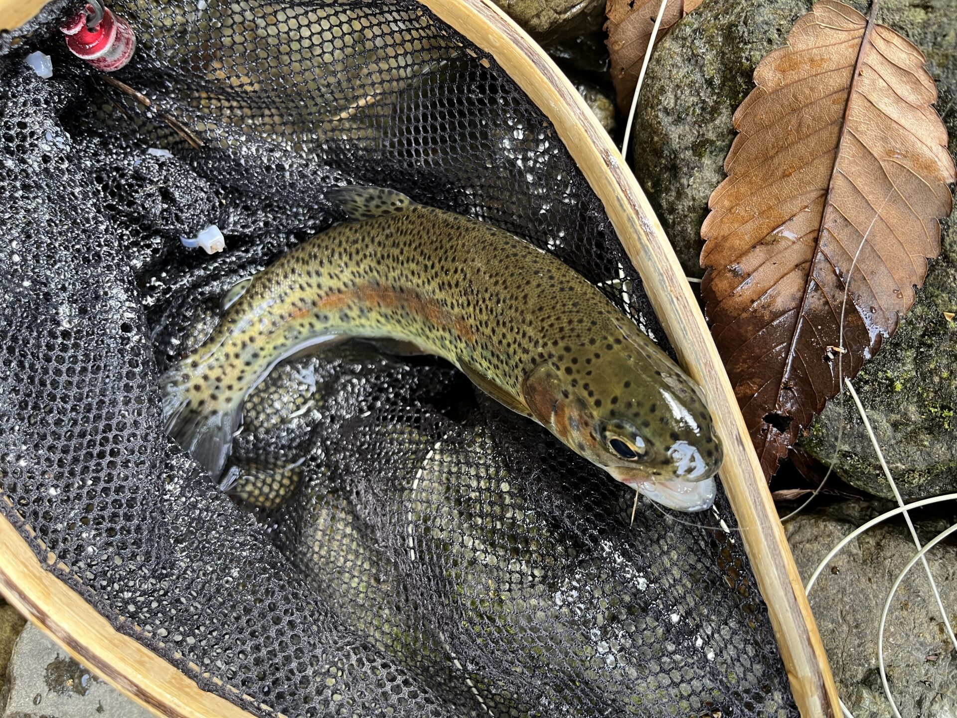 虹鱒
養沢毛鉤専用釣場
2026.4.9
10:07