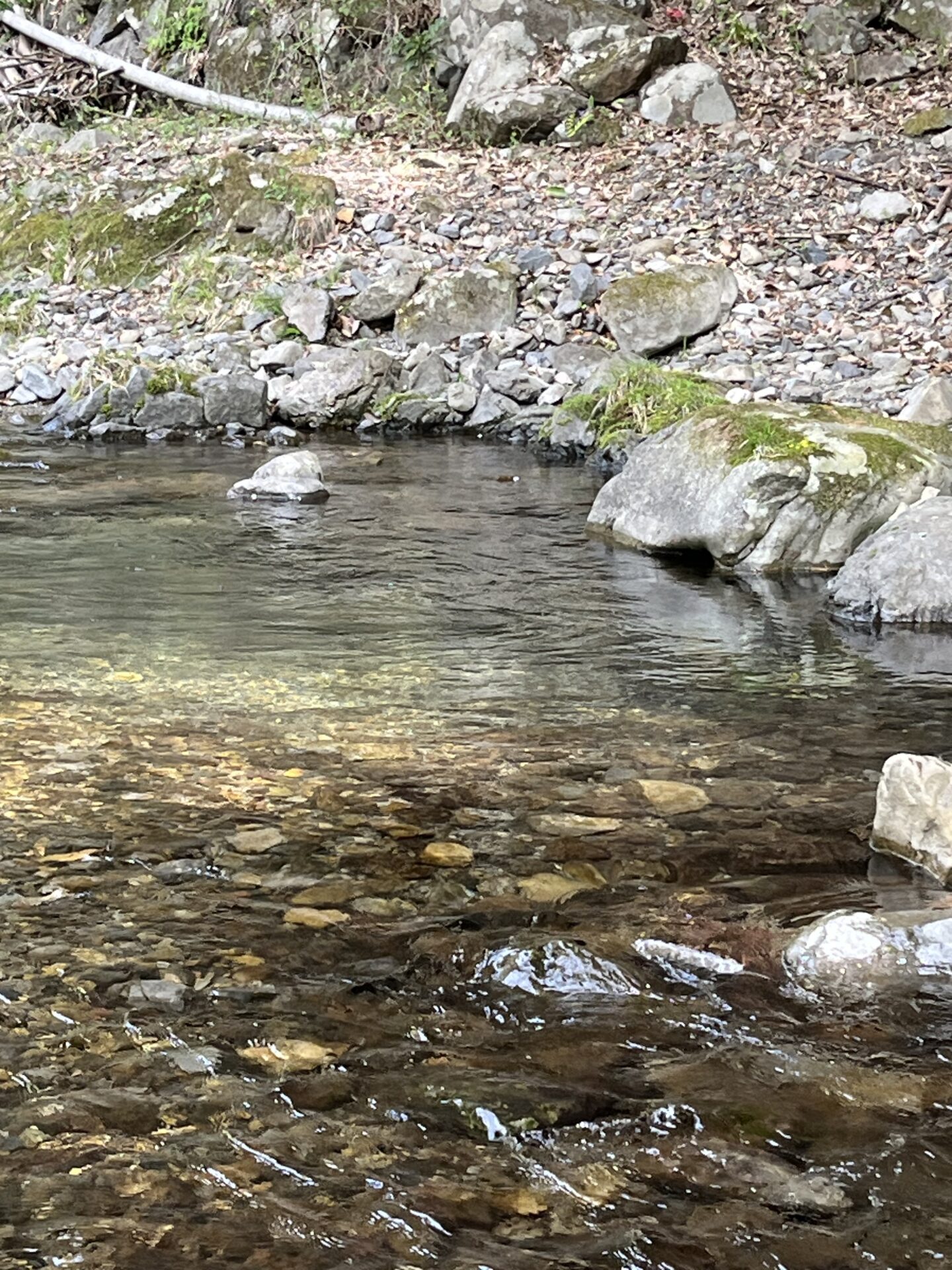 ポイント
虹鱒
養沢毛鉤専用釣場
2026.4.9
10:07