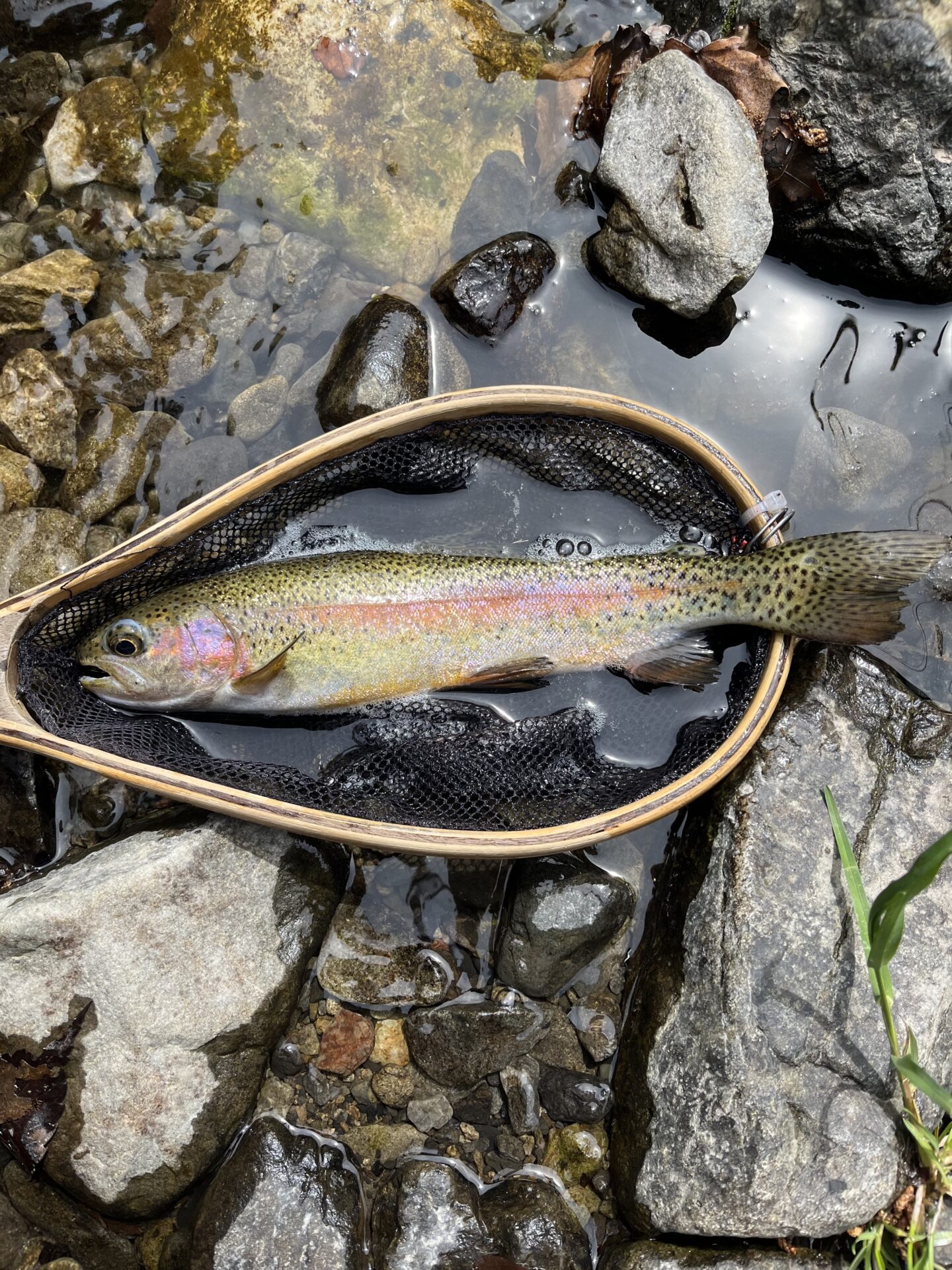 虹鱒
養沢毛鉤専用釣場
2026.4.9
10:31