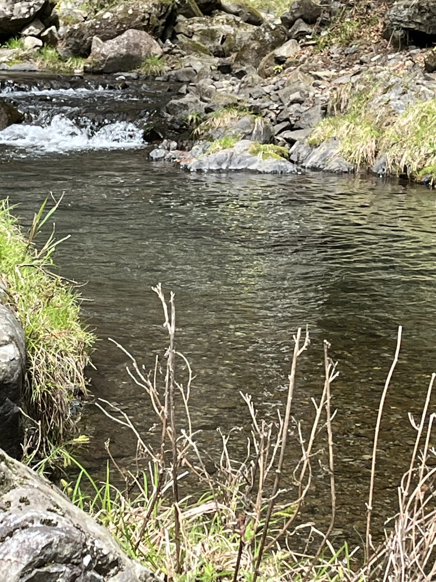 ポイント
虹鱒
養沢毛鉤専用釣場
2026.4.9
10:31
