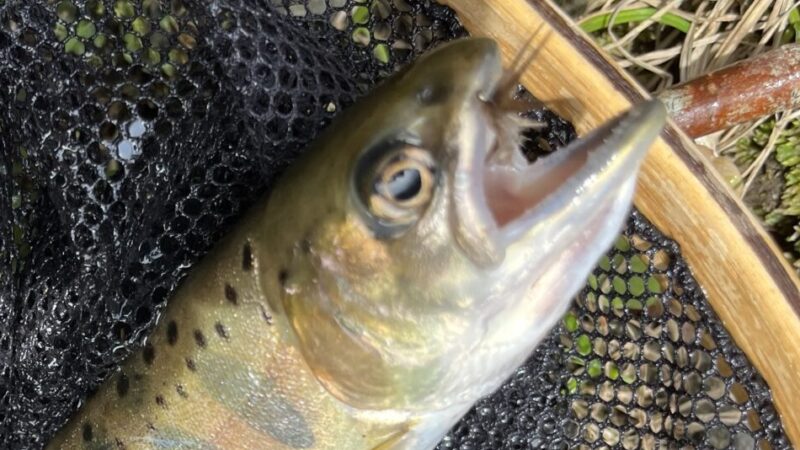 【釣果12匹山女魚5虹鱒6ブラウン1】養沢毛鉤専用釣場2026.4.9 