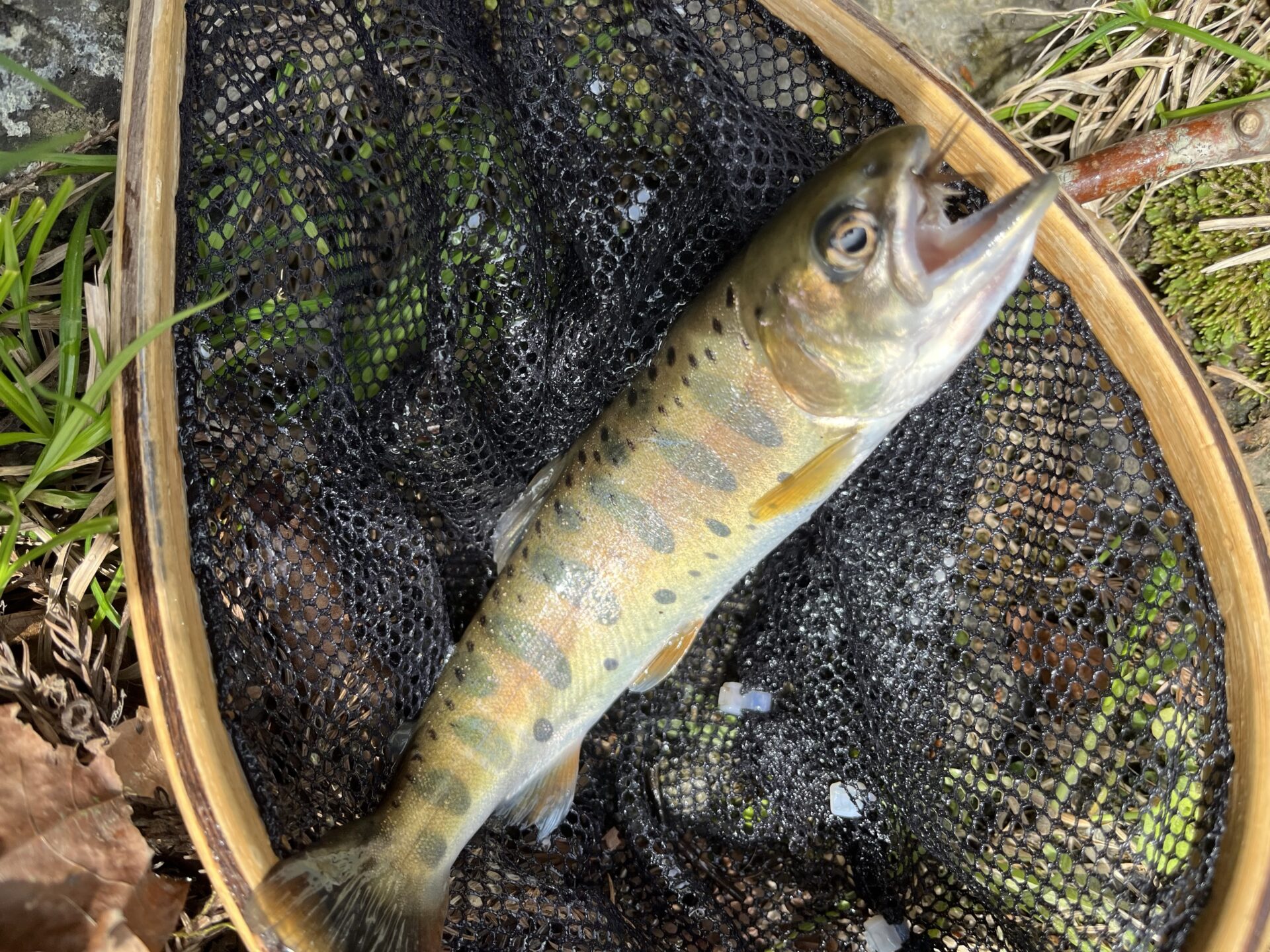 山女魚
養沢毛鉤専用釣場
2026.4.9
10:53