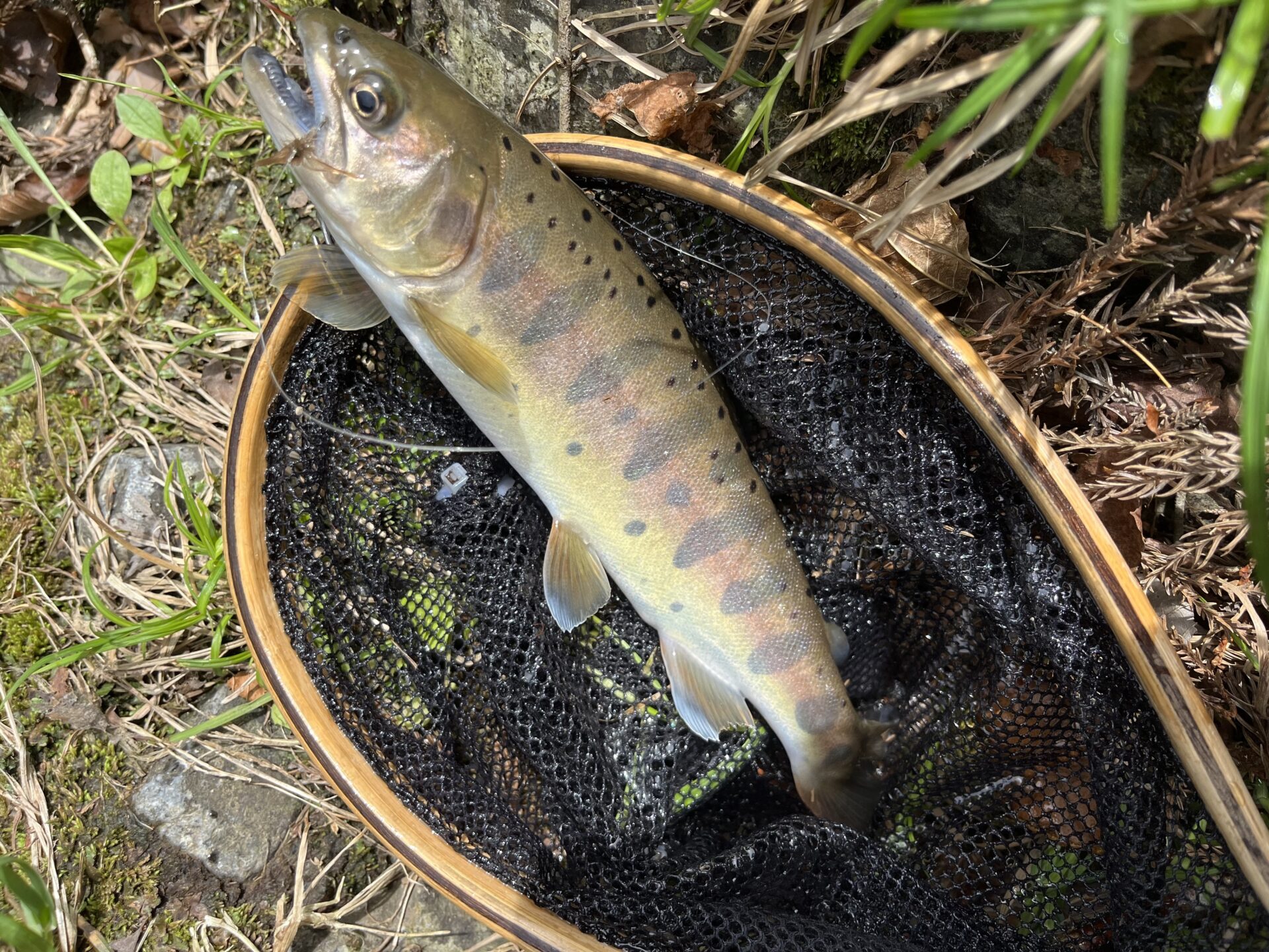 山女魚
養沢毛鉤専用釣場
2026.4.9
11:00