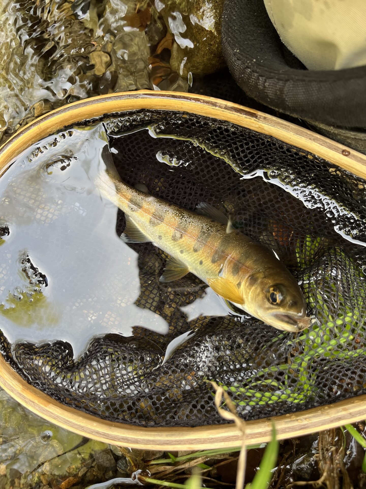 山女魚
養沢毛鉤専用釣場
2026.4.9
11:22