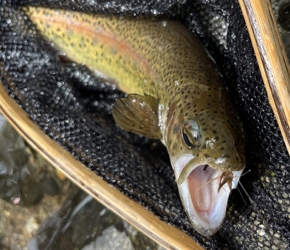 【釣果12匹山女魚5虹鱒6ブラウン1】養沢毛鉤専用釣場2026.4.9