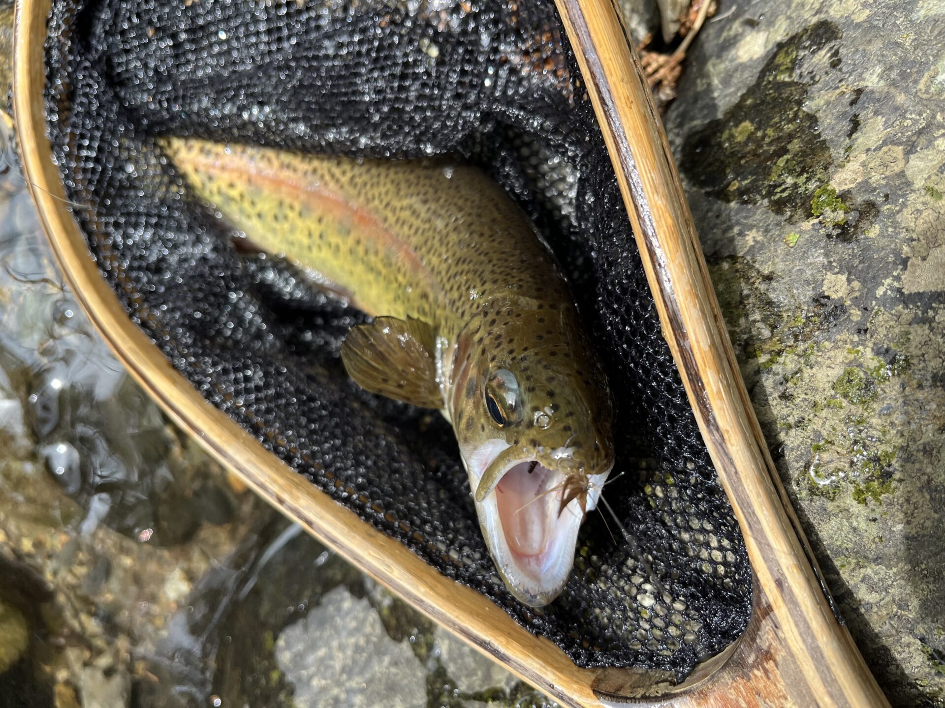 虹鱒
養沢毛鉤専用釣場
2026.4.9
11:31
