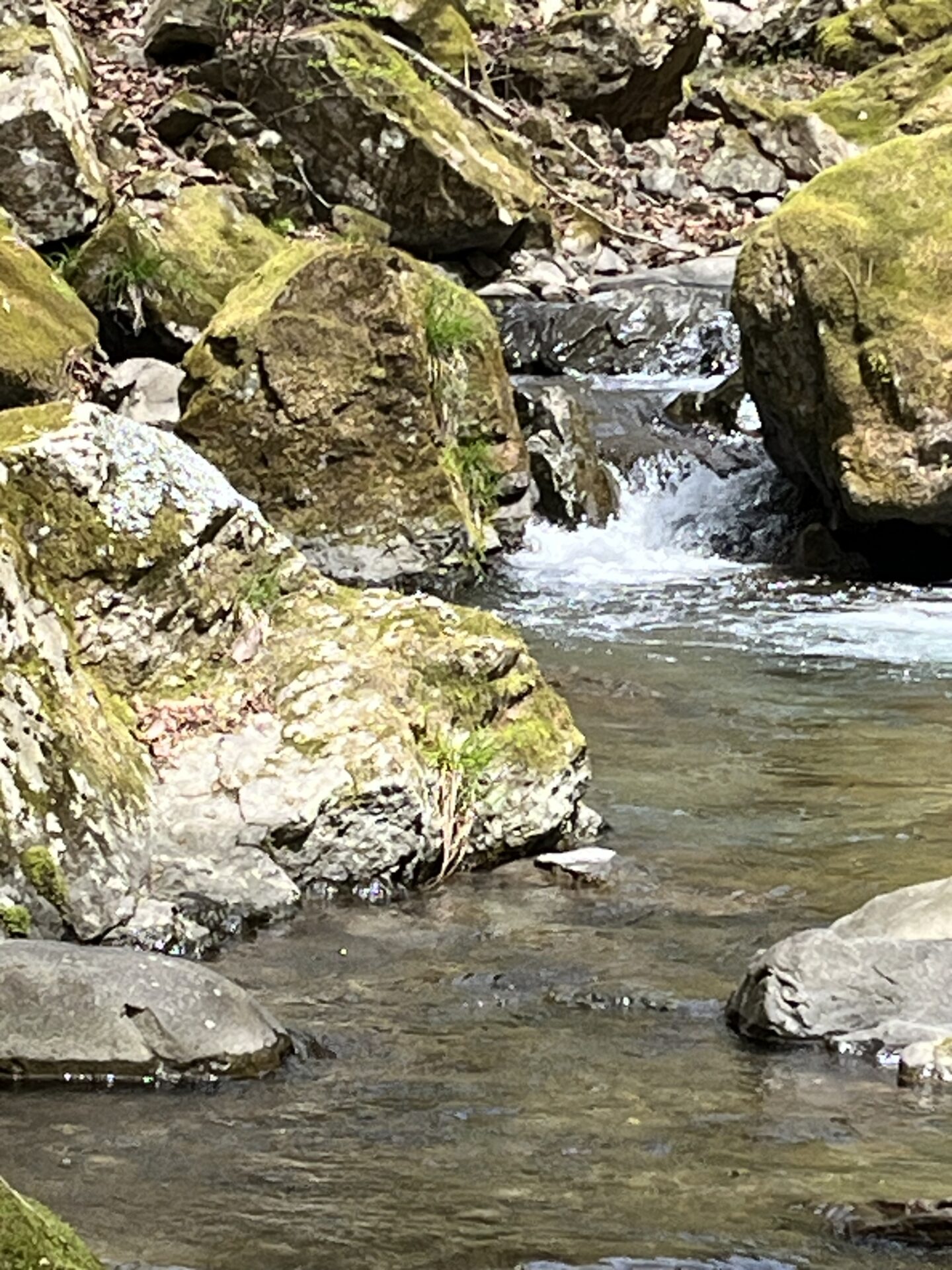 ポイント
虹鱒
養沢毛鉤専用釣場
2026.4.9
11:31
