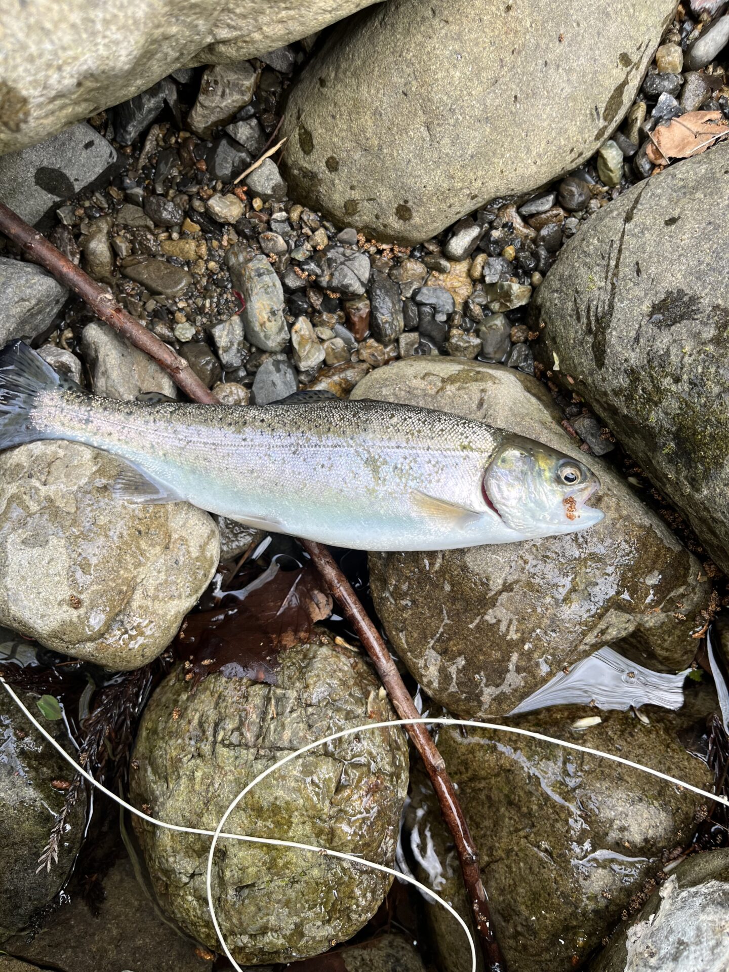 虹鱒
養沢毛鉤専用釣場
2026.4.9
11:36