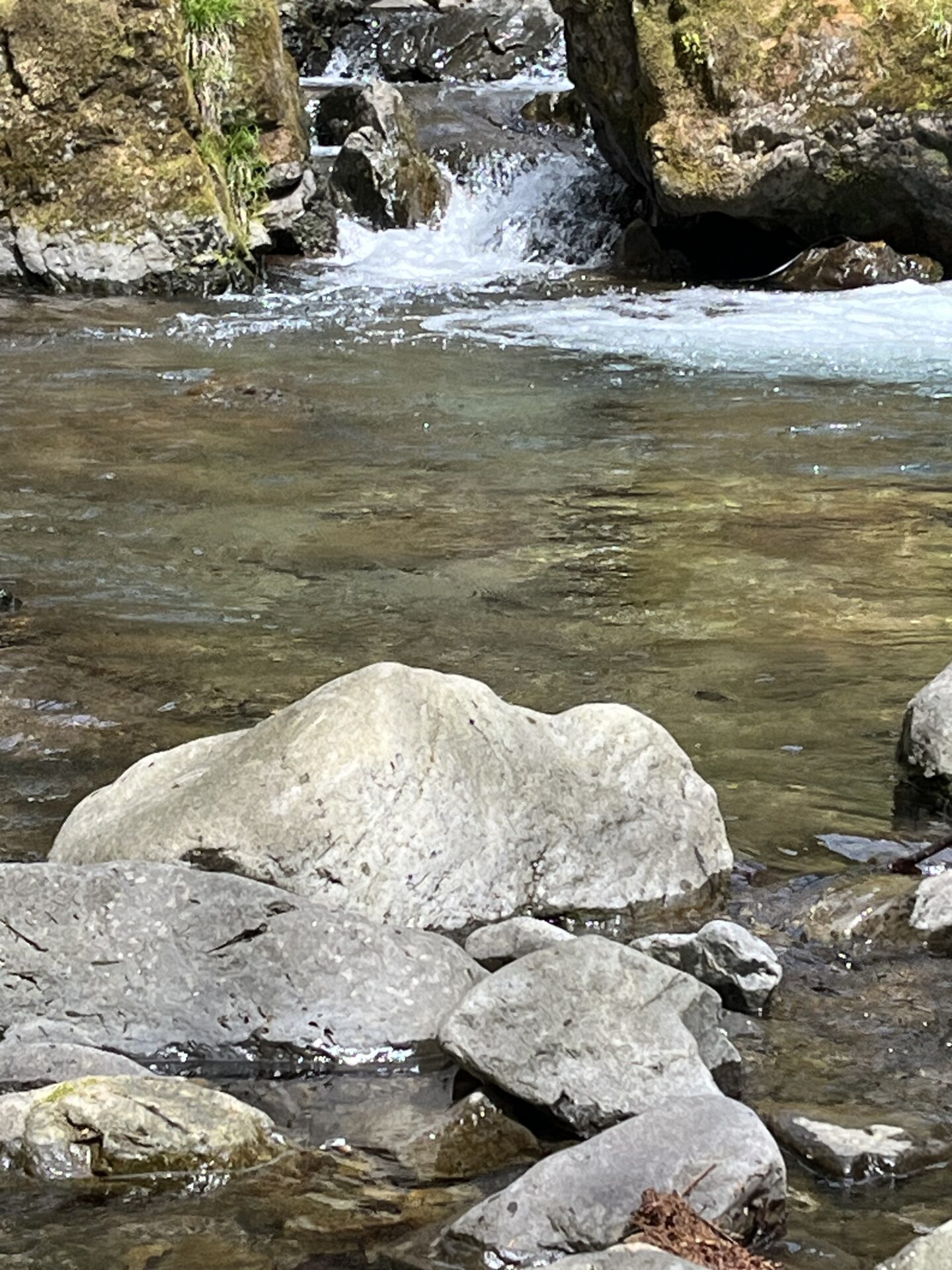 ポイント
虹鱒
養沢毛鉤専用釣場
2026.4.9
11:36