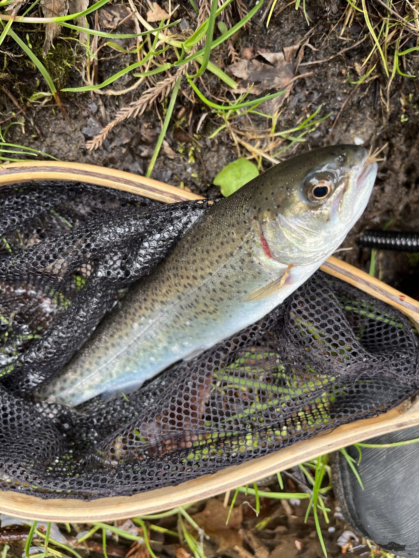 虹鱒
養沢毛鉤専用釣場
2026.4.9
13:29