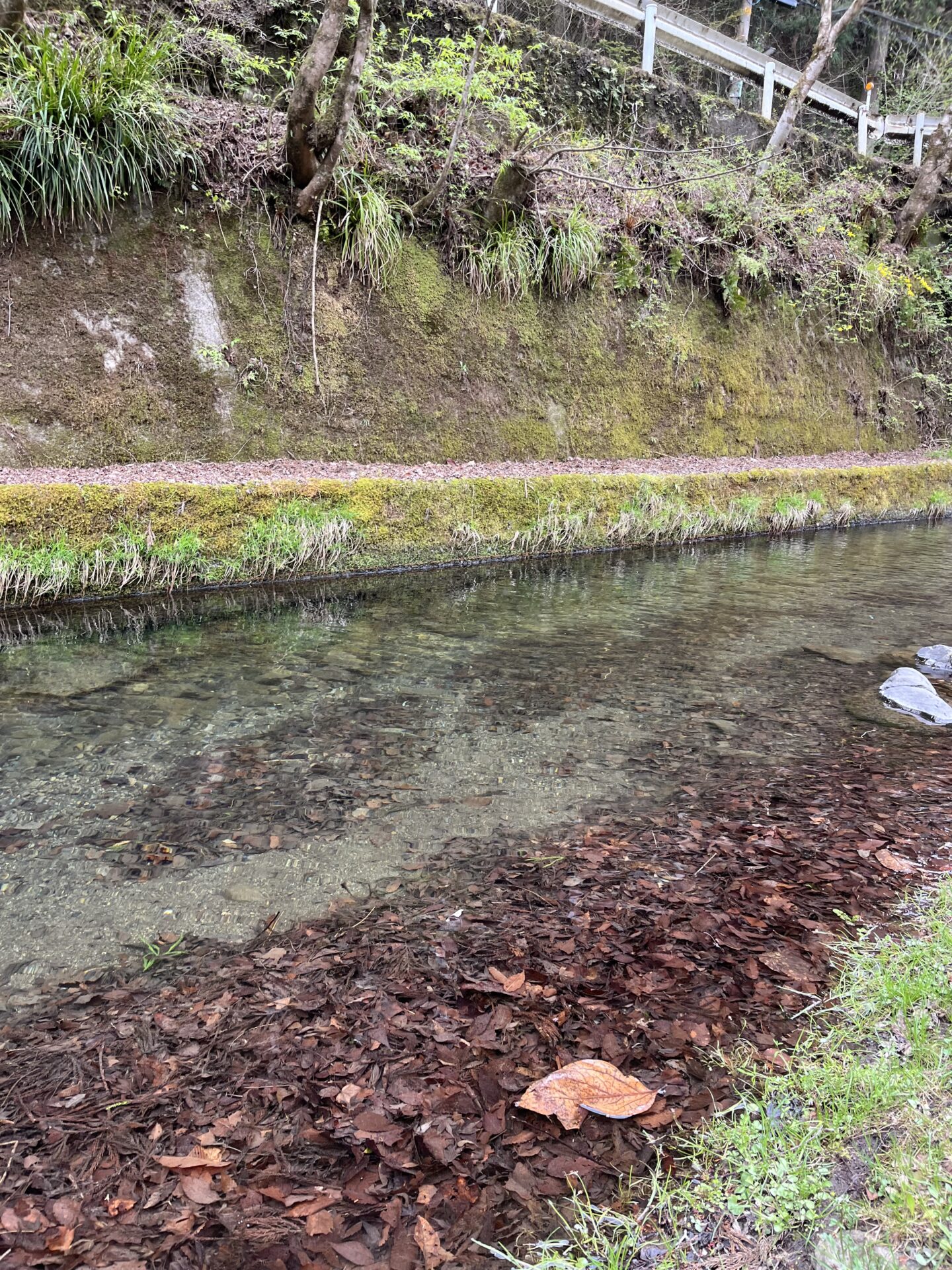 ポイント
虹鱒
養沢毛鉤専用釣場
2026.4.9
13:29