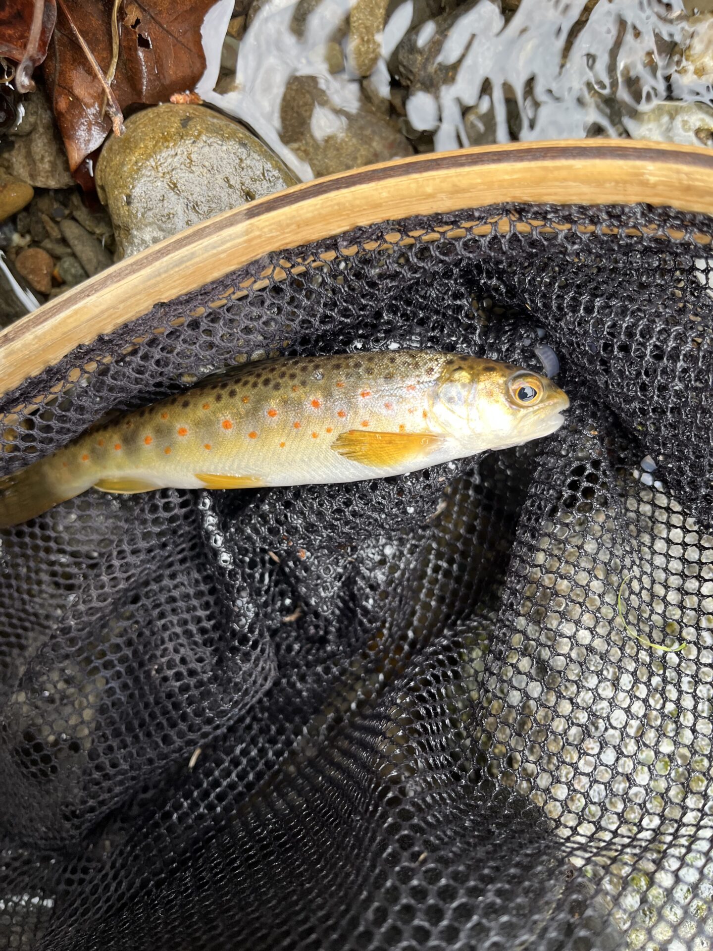 ブラウン
養沢毛鉤専用釣場
2026.4.9
14:58