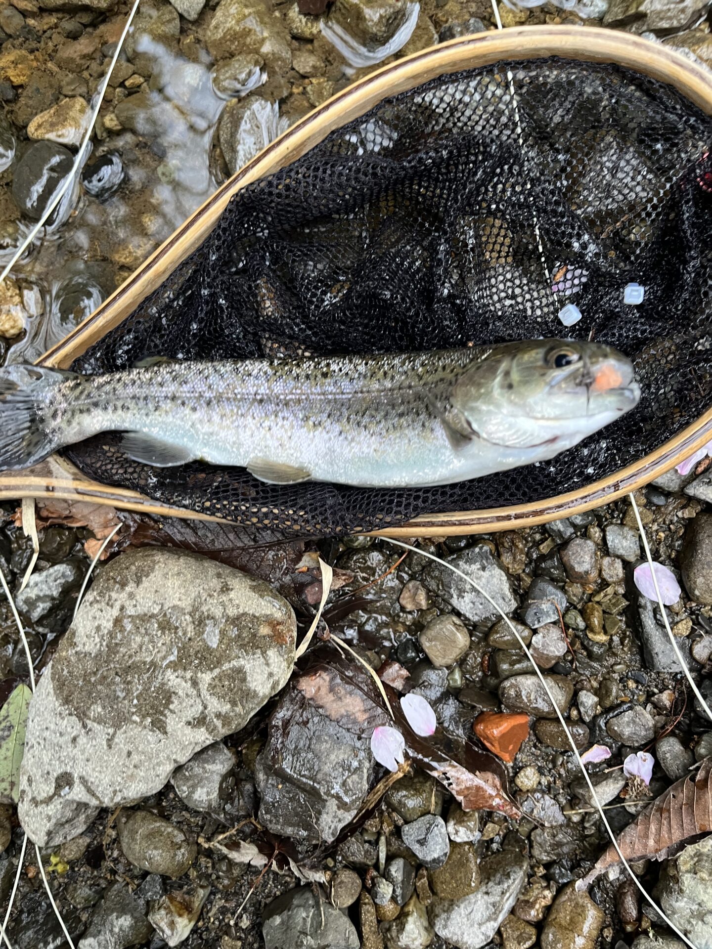 虹鱒
養沢毛鉤専用釣場
2026.4.9
16:28