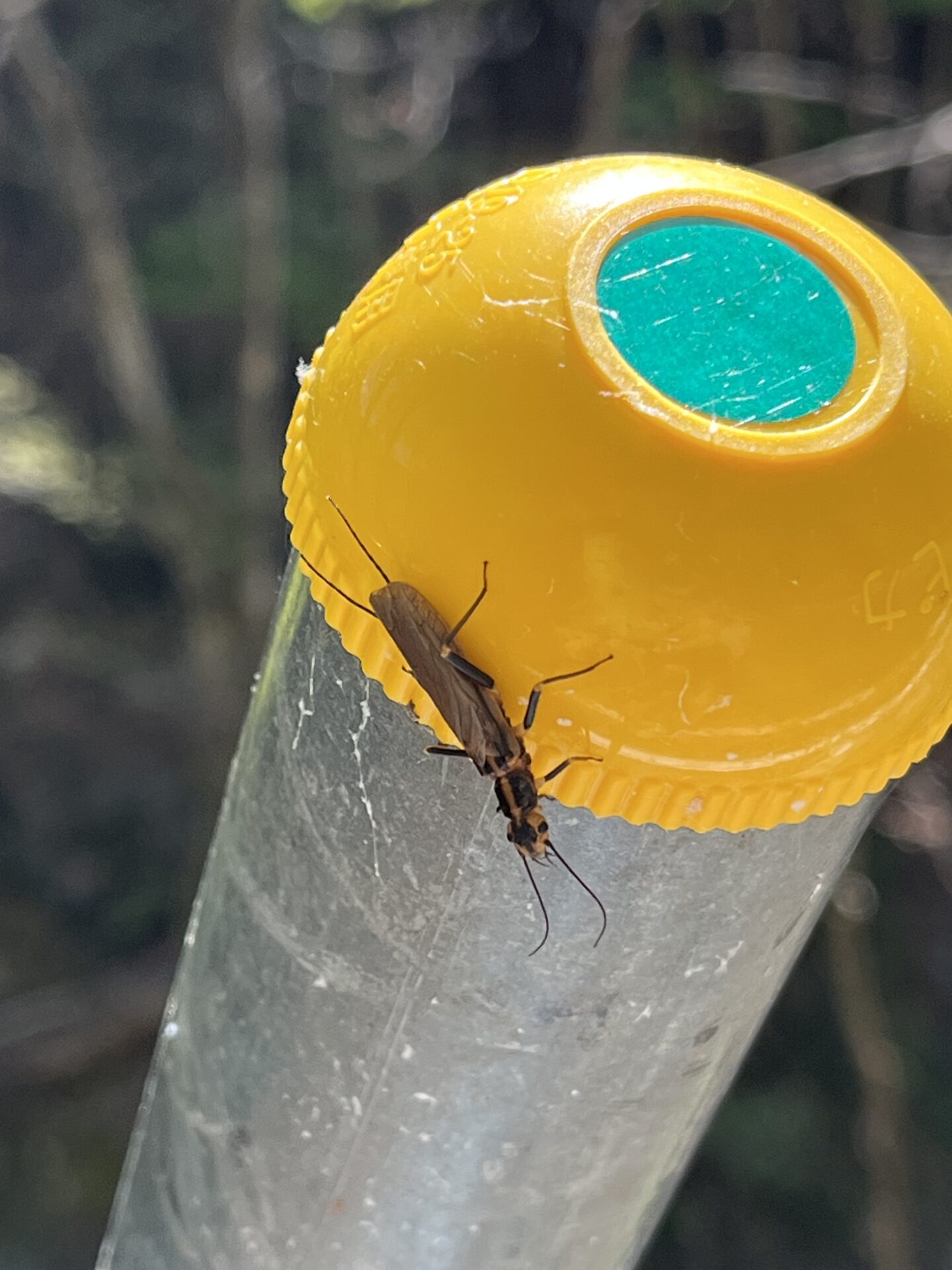 カゲロウ
2026.4.22
中丿沢毛ばり釣り専用区
上野村
