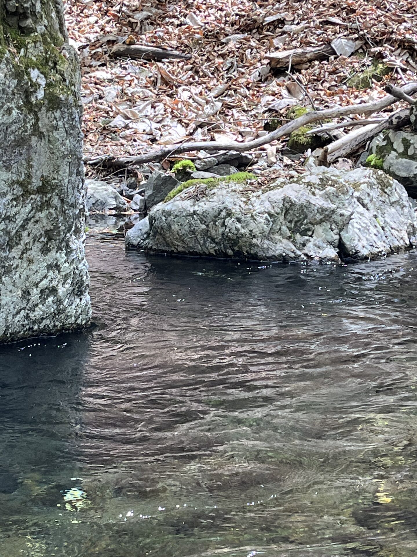 ポイント
山女魚
11:08
上野村
中丿沢毛ばり釣り専用区