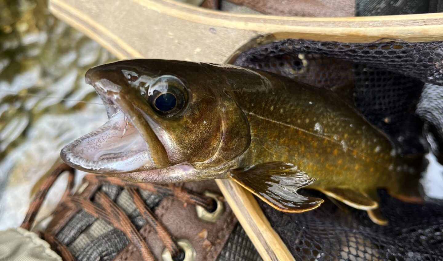 【釣果5匹山女魚2岩魚3】中丿沢毛ばり釣り専用区2026.4.22