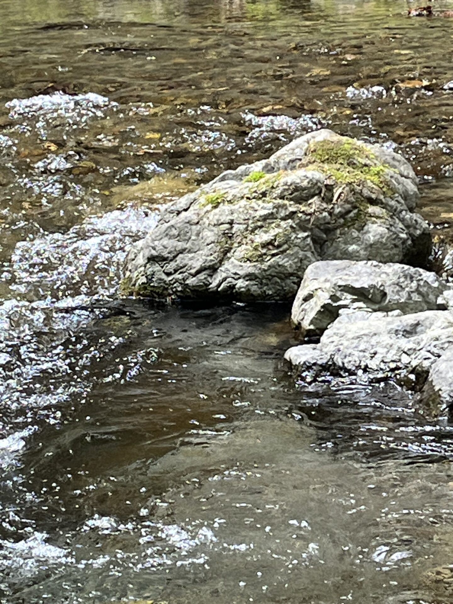 ポイント
岩魚
12:37
上野村
中丿沢毛ばり釣り専用区