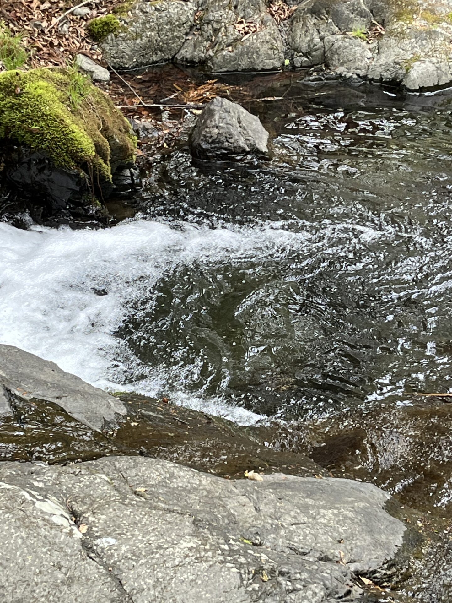 ポイント
岩魚
13:51
上野村
中丿沢毛ばり釣り専用区
