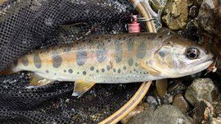 【釣果5匹山女魚2岩魚3】中丿沢毛ばり釣り専用区2026.4.22 