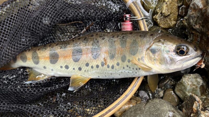 【釣果5匹山女魚2岩魚3】中丿沢毛ばり釣り専用区2026.4.22