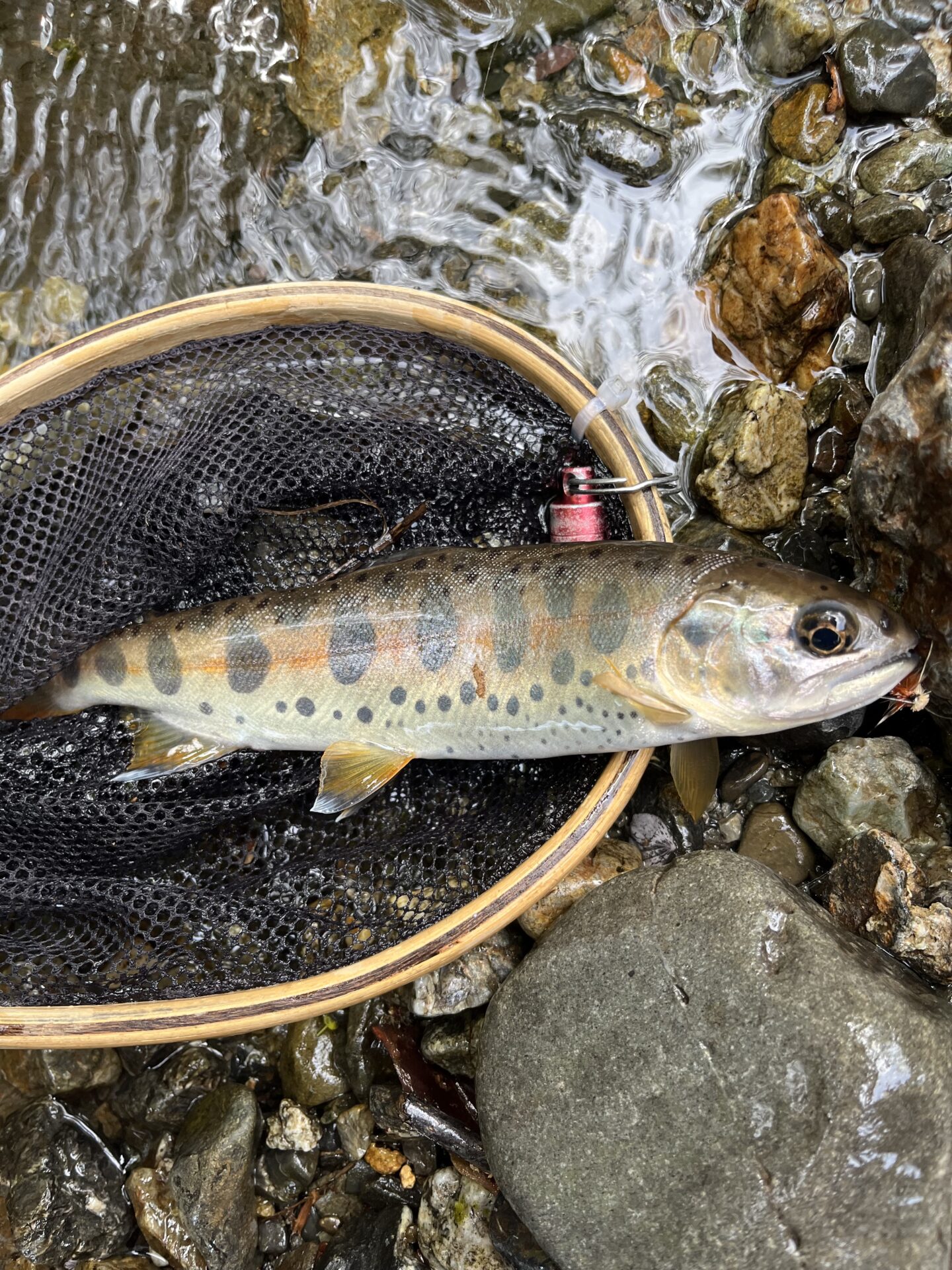 山女魚
14:27
上野村
中丿沢毛ばり釣り専用区
