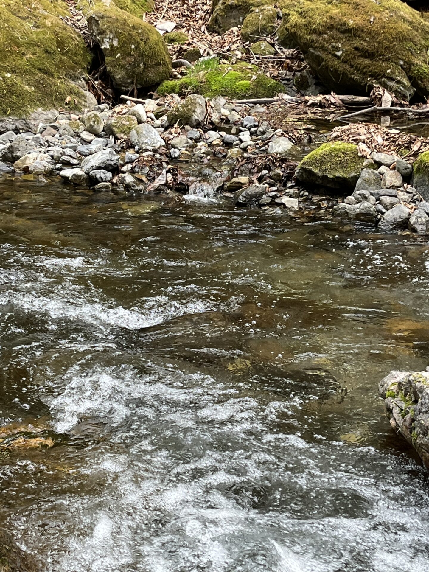 ポイント
山女魚
14:27
上野村
中丿沢毛ばり釣り専用区