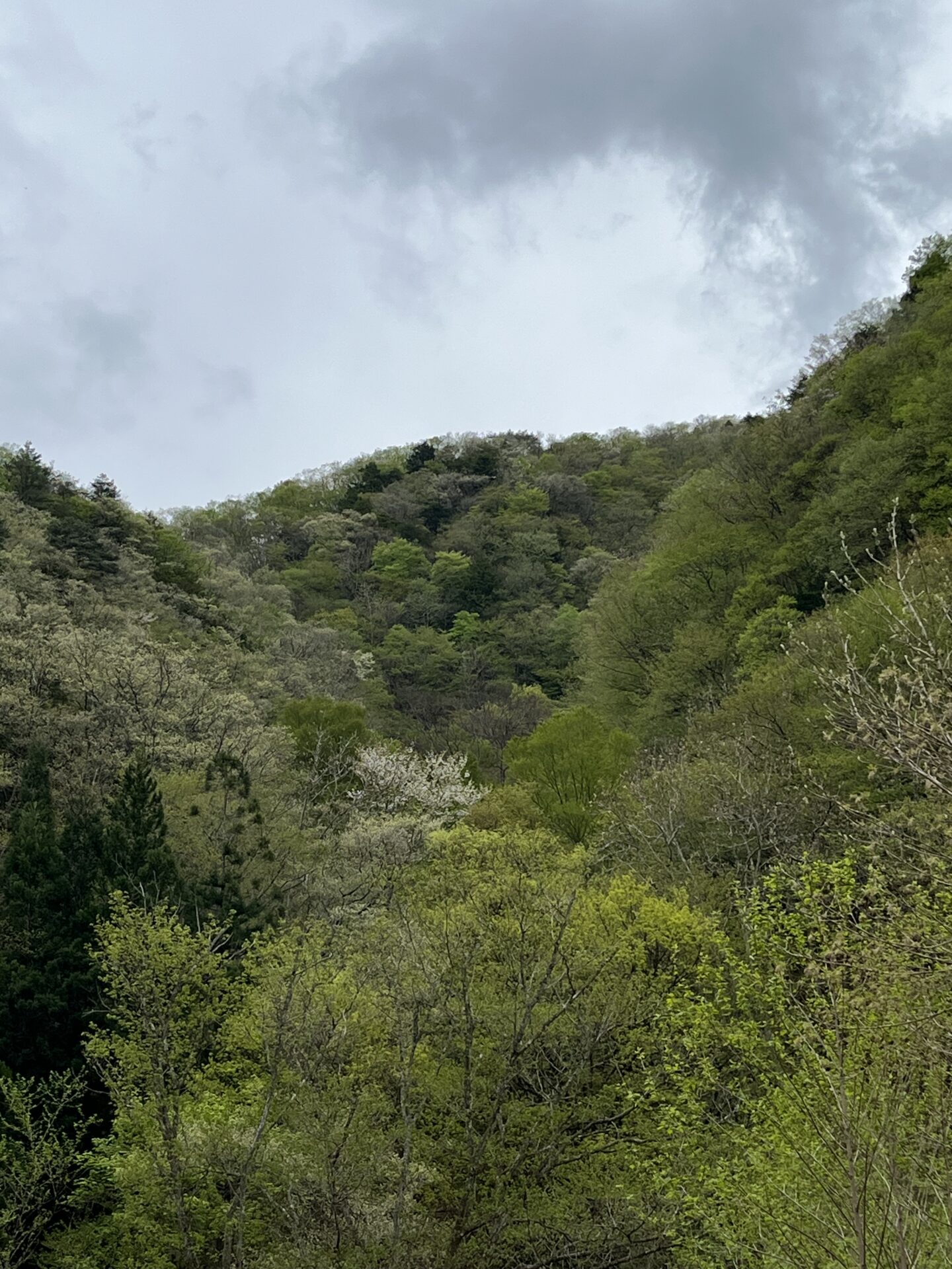 季節
2026.4.23
シャロムの森
