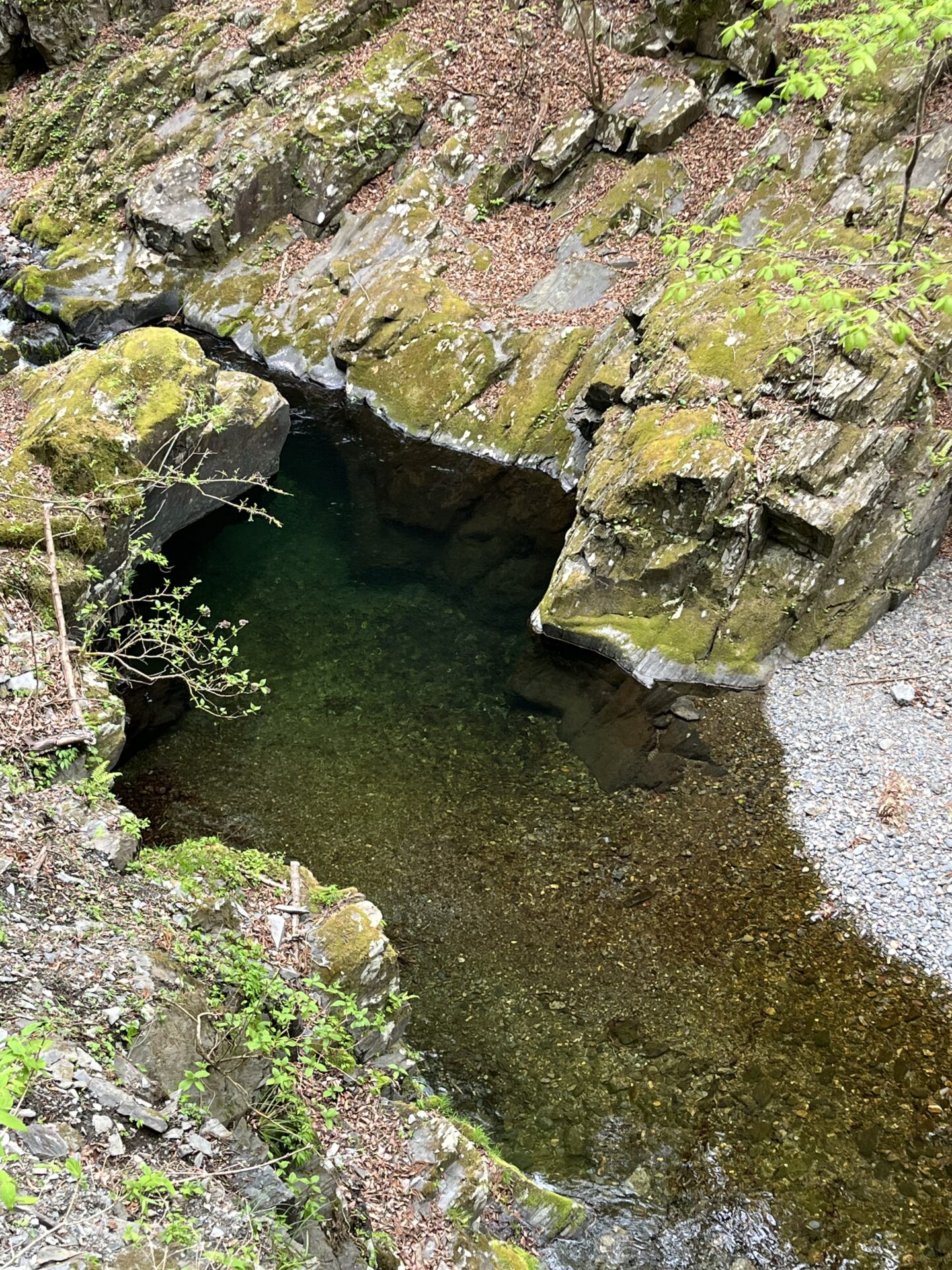 水位
2026.4.23
シャロムの森
