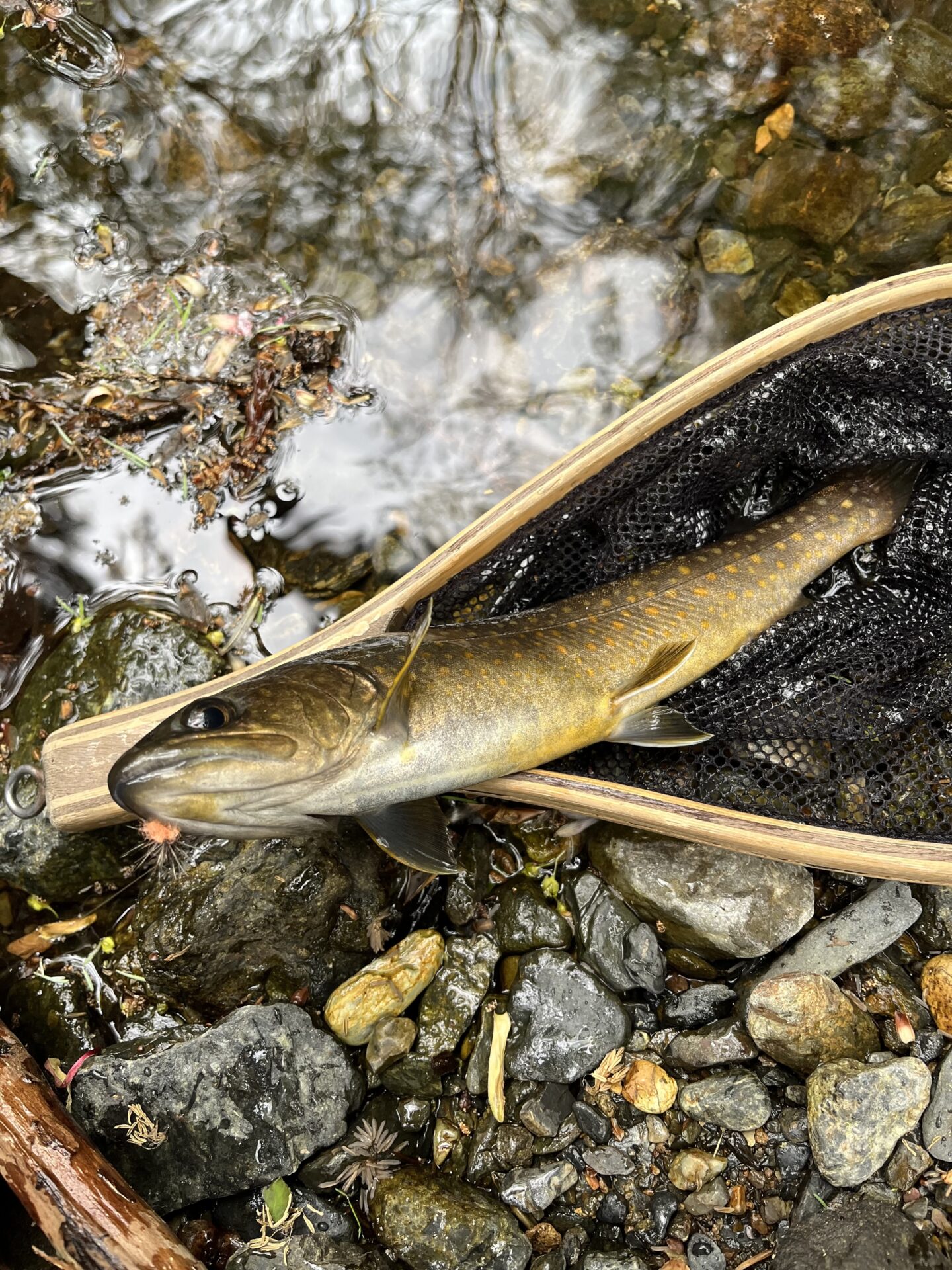 岩魚
2026.4.23
9:31
シャロムの森