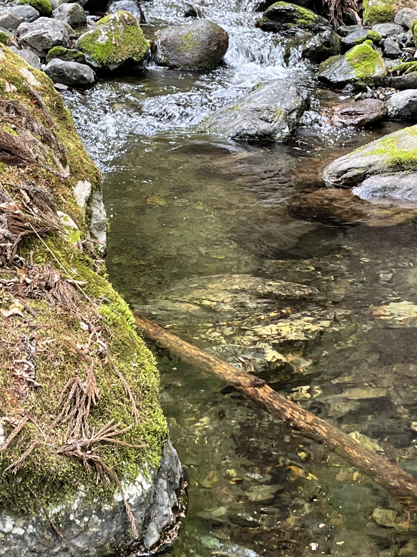 ポイント
岩魚
2026.4.23
9:31
シャロムの森
