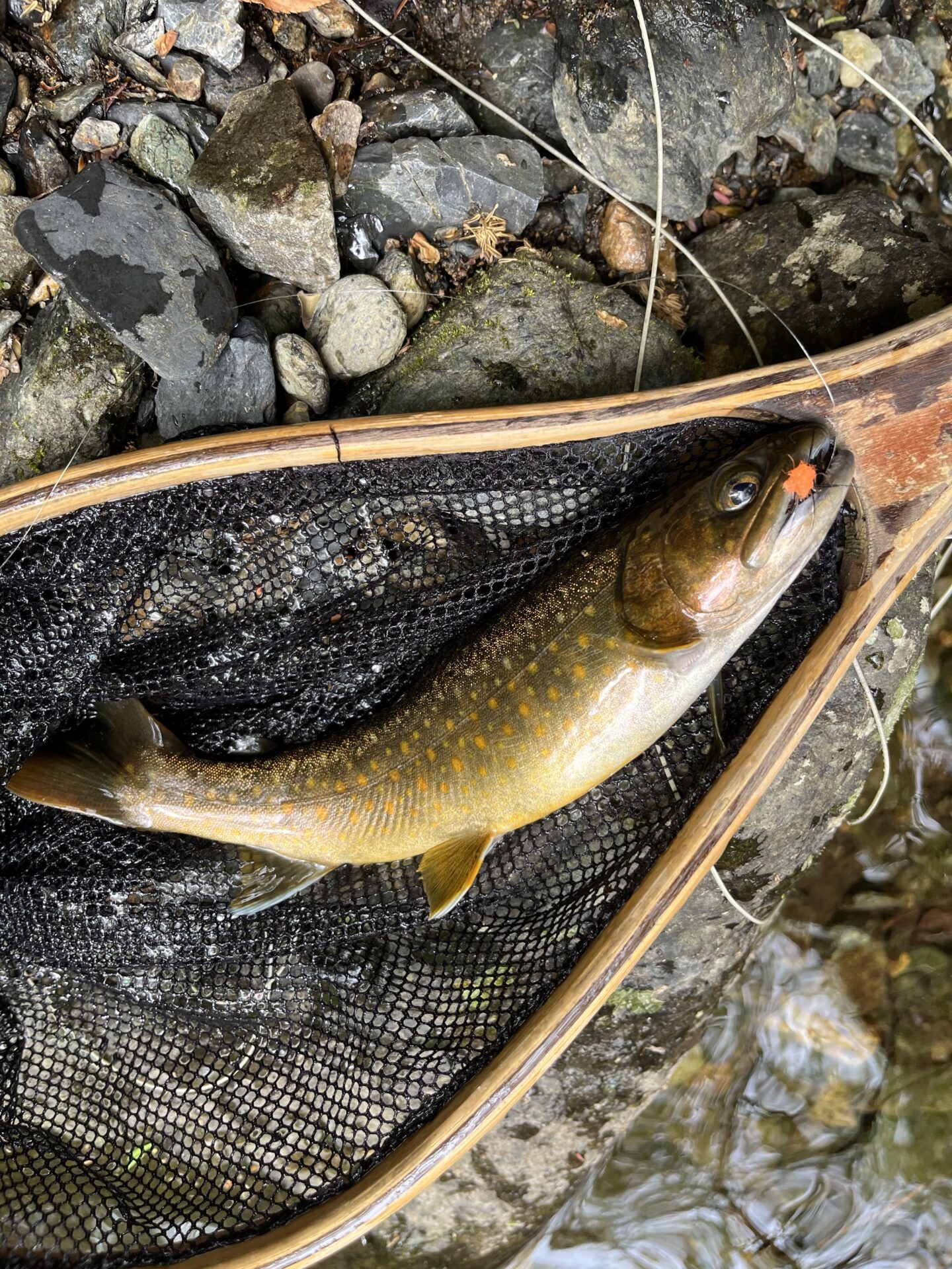 岩魚
2026.4.23
9:54
シャロムの森