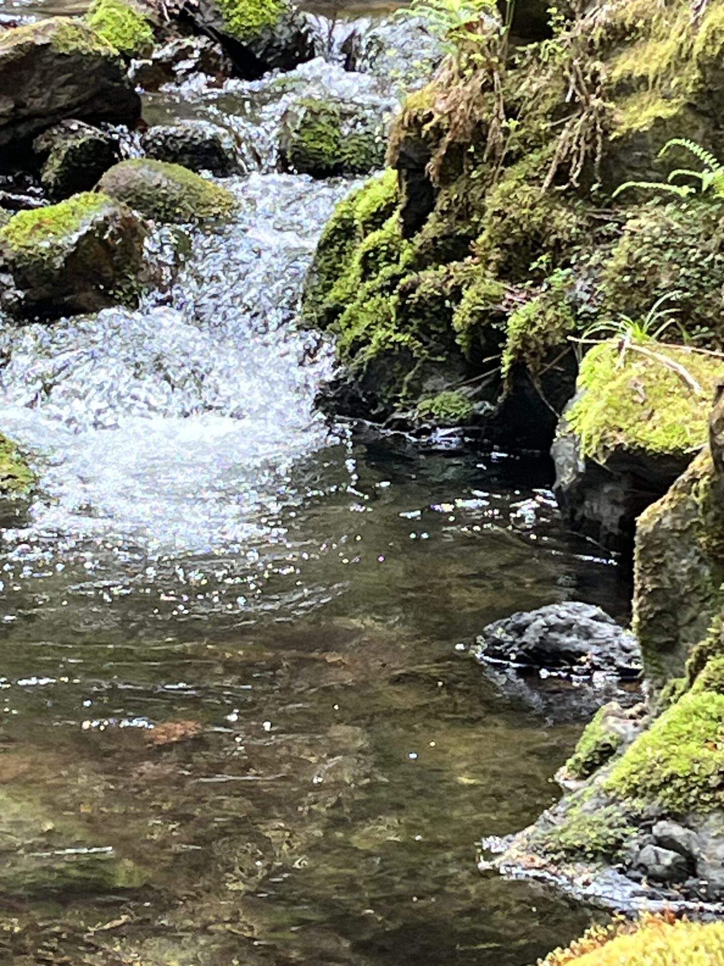 ポイント
岩魚
2026.4.23
9:54
シャロムの森
