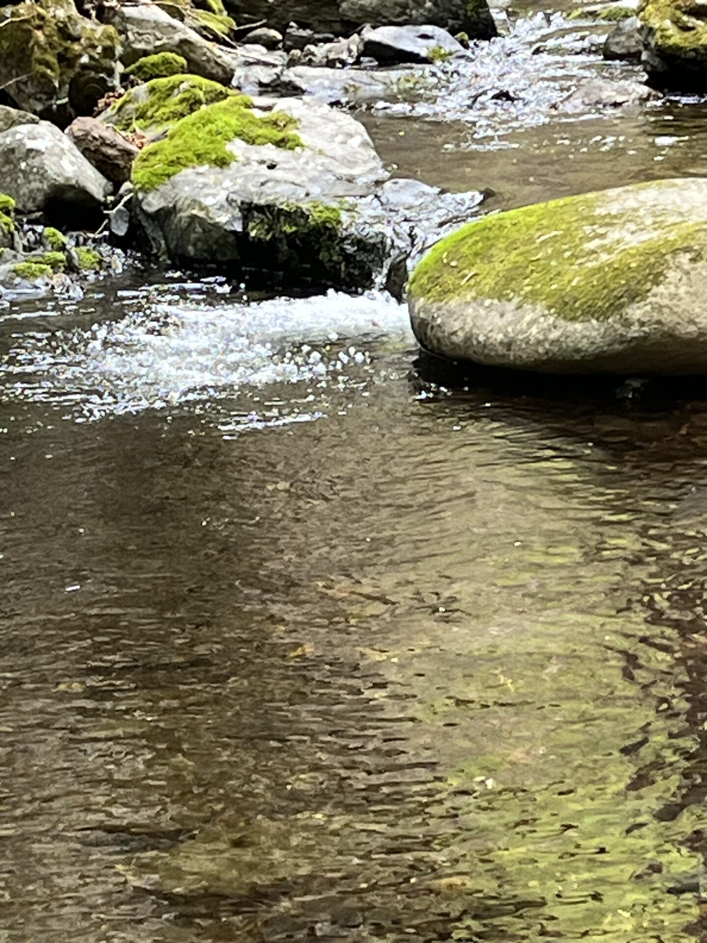 ポイント
岩魚
2026.4.23
10:09
シャロムの森
