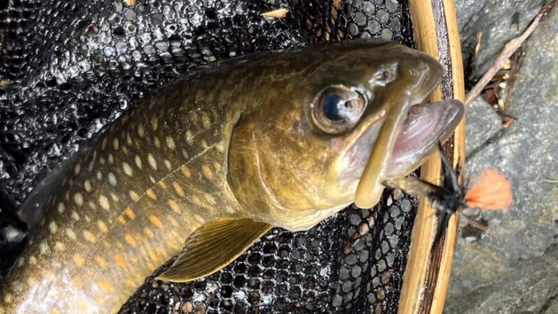 【釣果7匹山女魚1岩魚6】シャロムの森2026.4.23