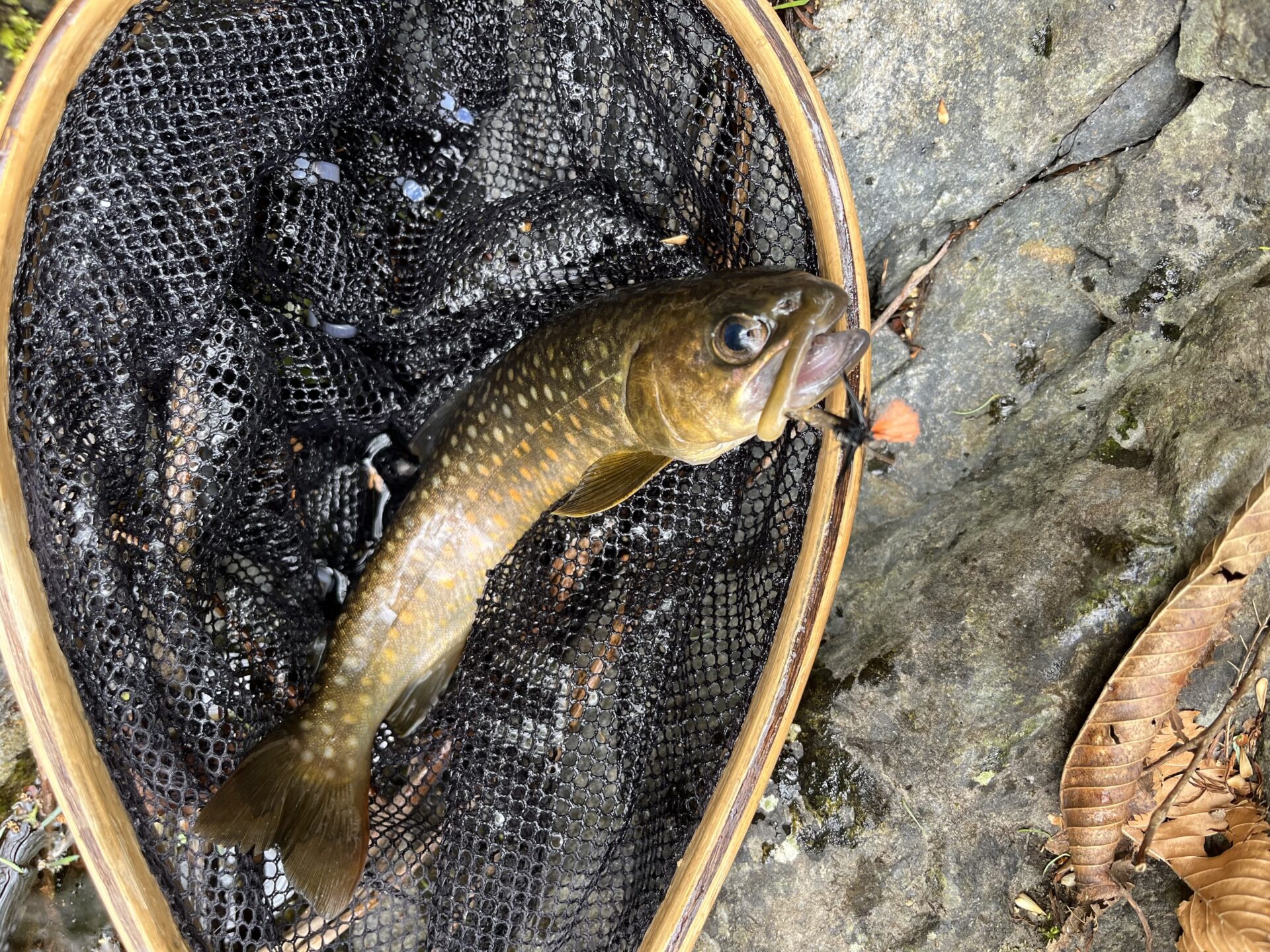岩魚
2026.4.23
11:36
シャロムの森
