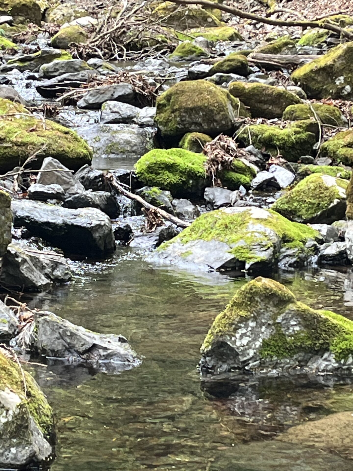 ポイント
岩魚
2026.4.23
11:36
シャロムの森