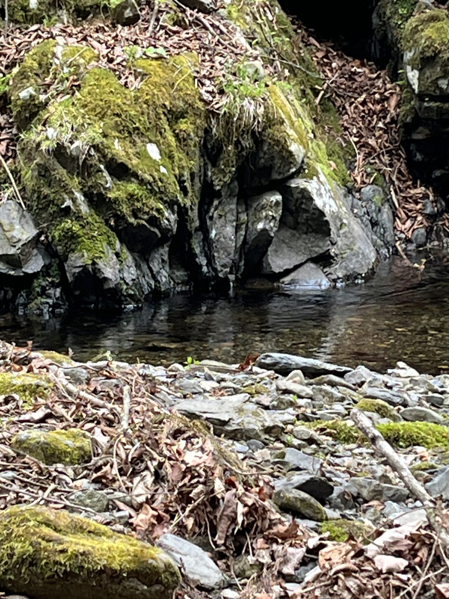 ポイント
岩魚
2026.4.23
11:52
シャロムの森