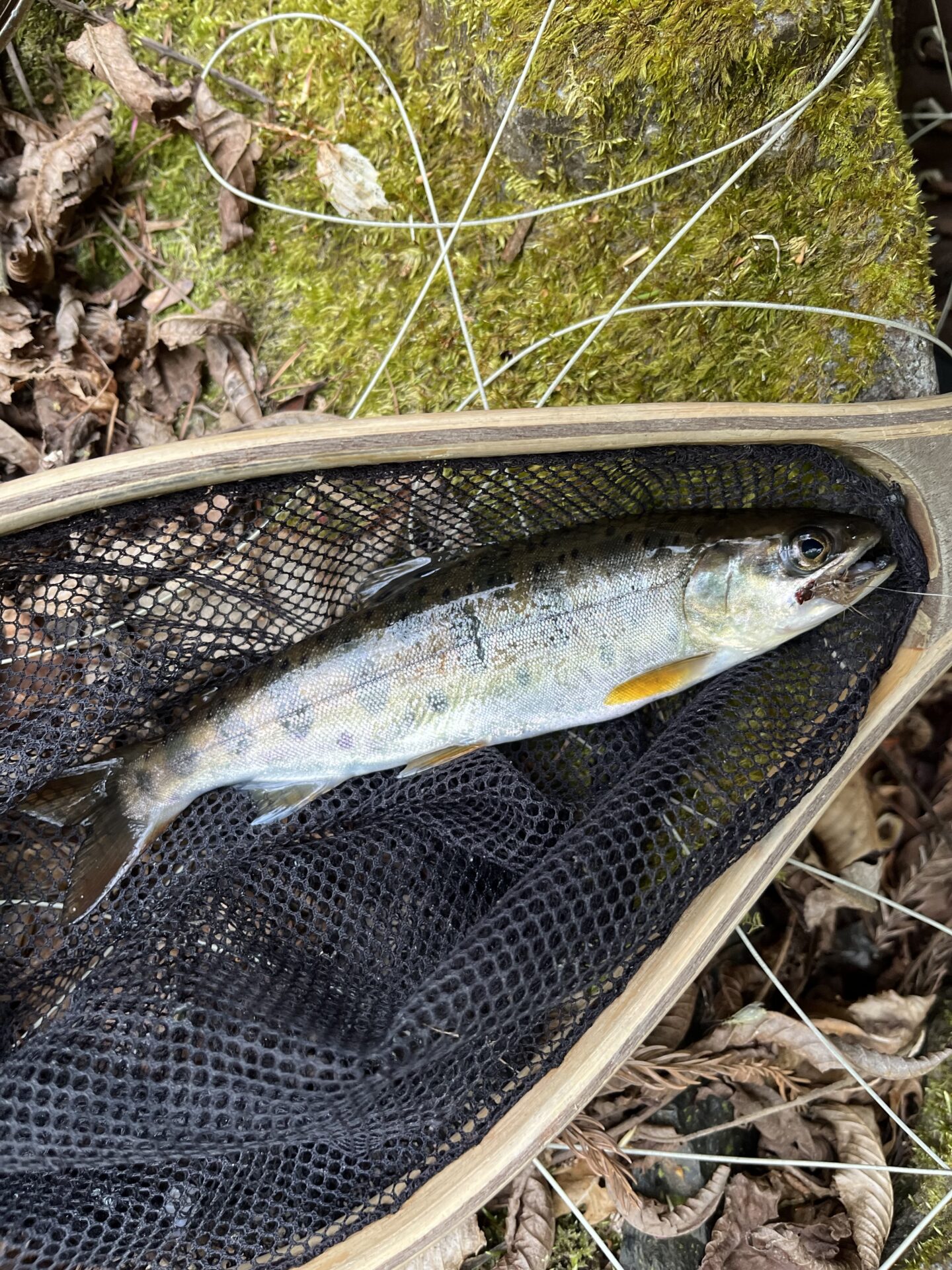 山女魚
2026.4.23
12:48
シャロムの森
