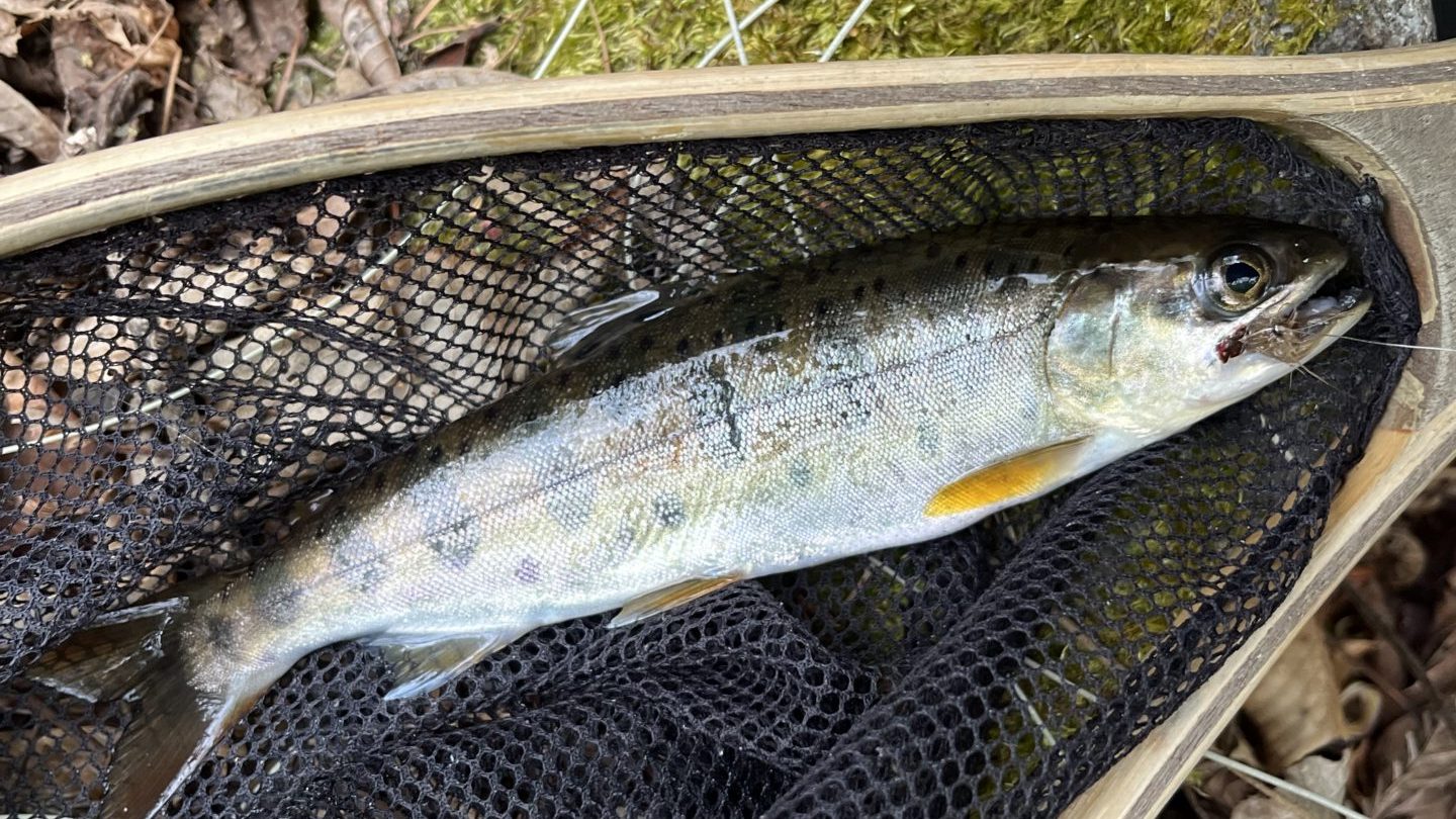 14番CDCで釣れた山女魚
2026.4.23
シャロムの森
