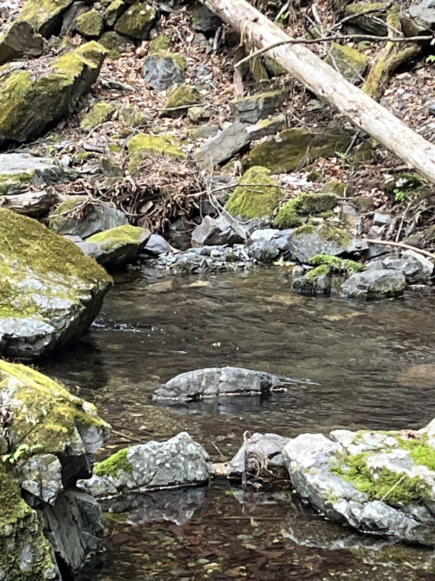 ポイント
山女魚
2026.4.23
12:48
シャロムの森
